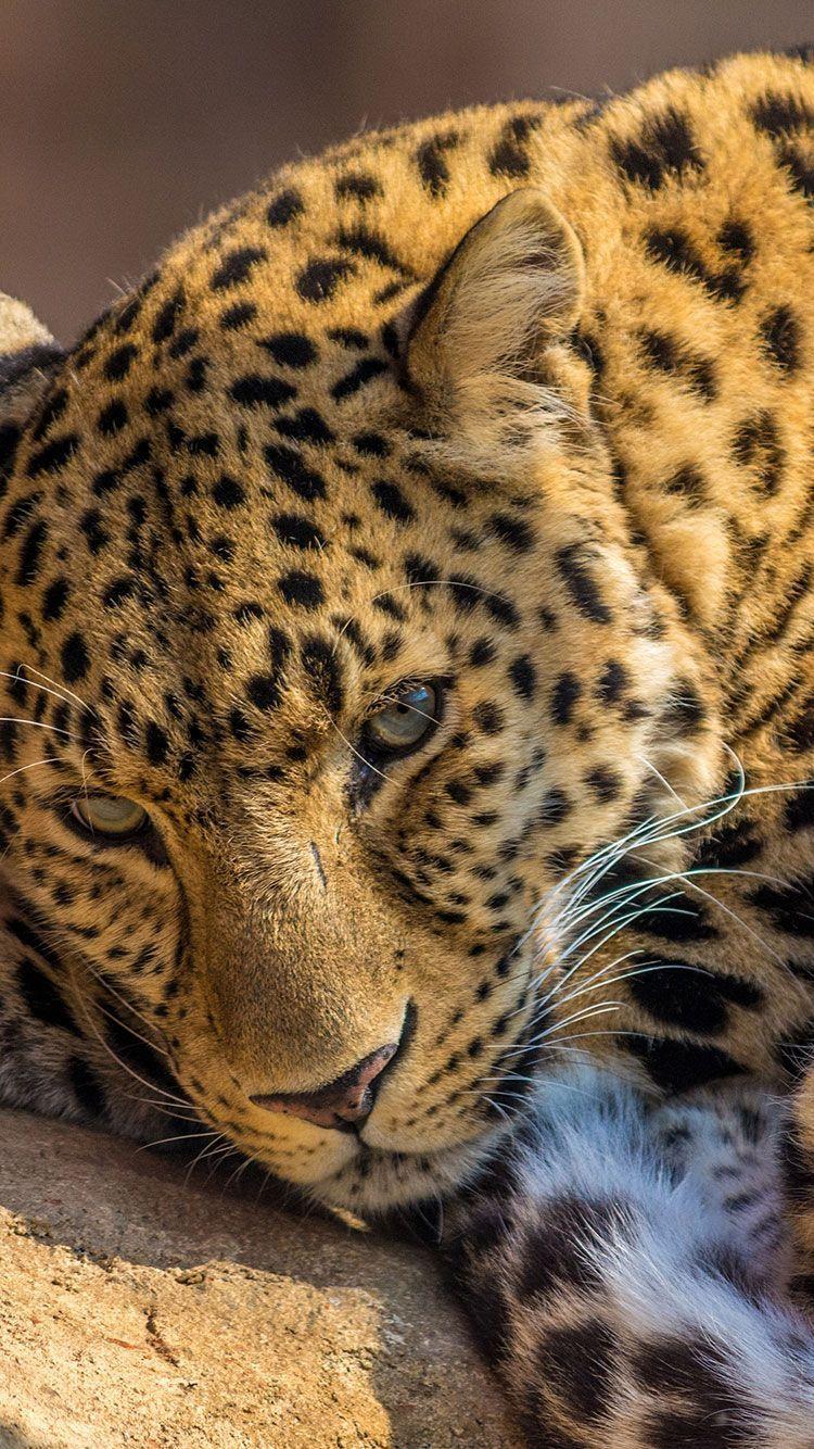 750x1334 Cheetah Background For IPhone