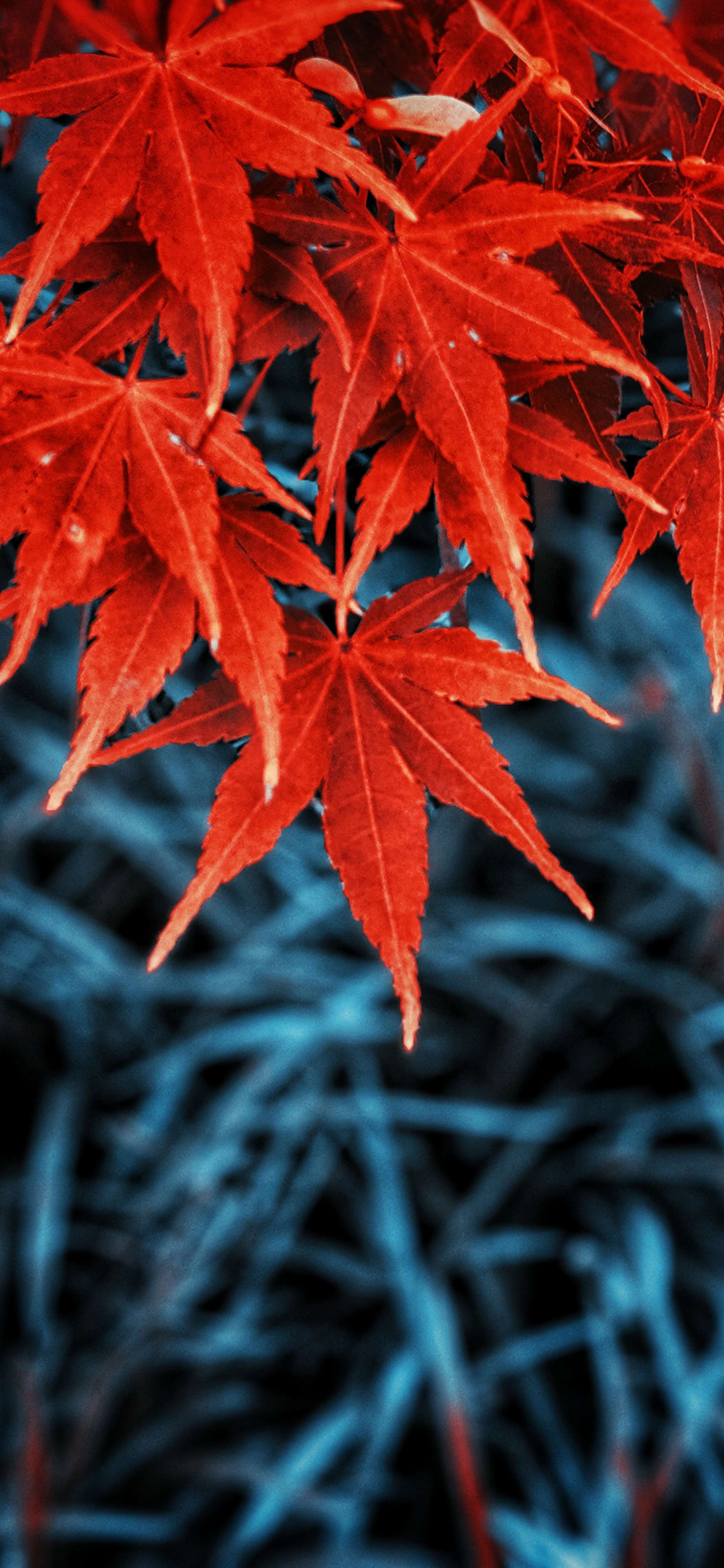 1845x3997 Fall Leaves iPhone Wallpaper