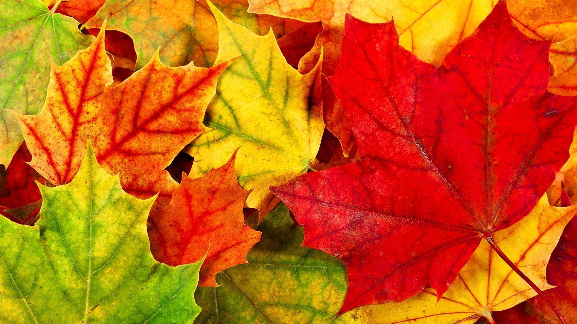 1920x1080 Autumn Leaves HD Wallpaper