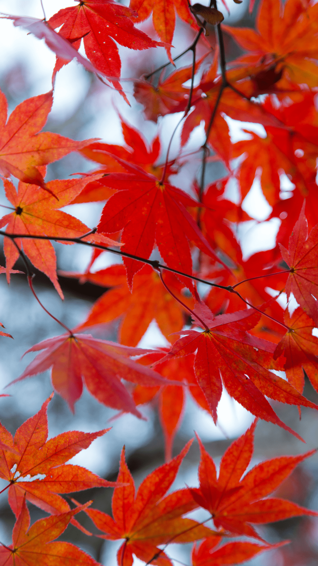1080x1920 Fall Wallpaper Background For iPhone: Stunning Free HD Autumn Image. Glory of the Snow