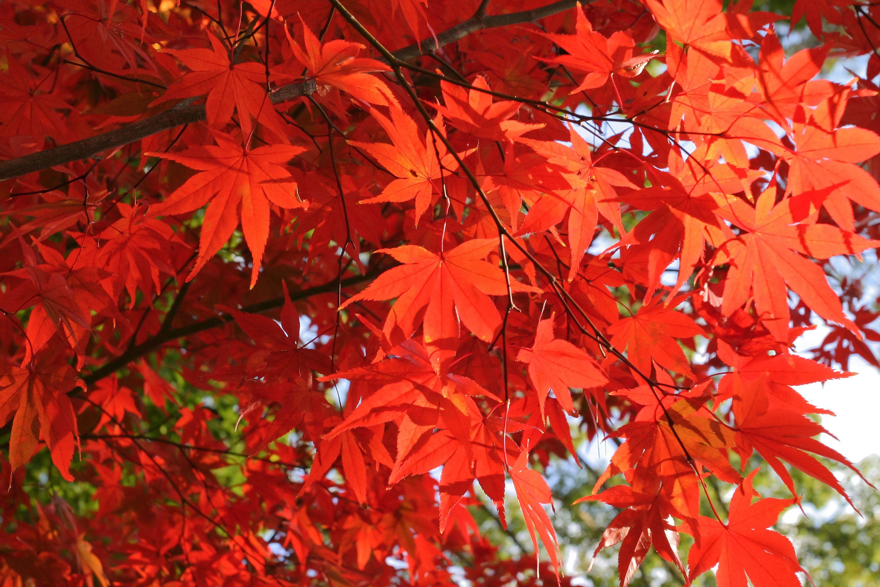 Red Autumn Leaves Wallpapers - Top Free Red Autumn Leaves Backgrounds ...