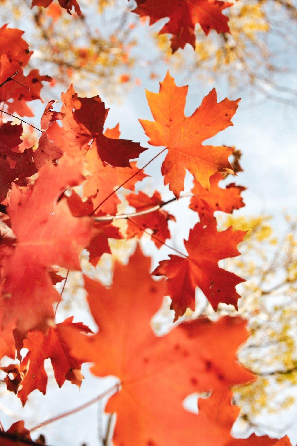 1000x1500 Autumn Wallpaper: Free HD Download [HQ]
