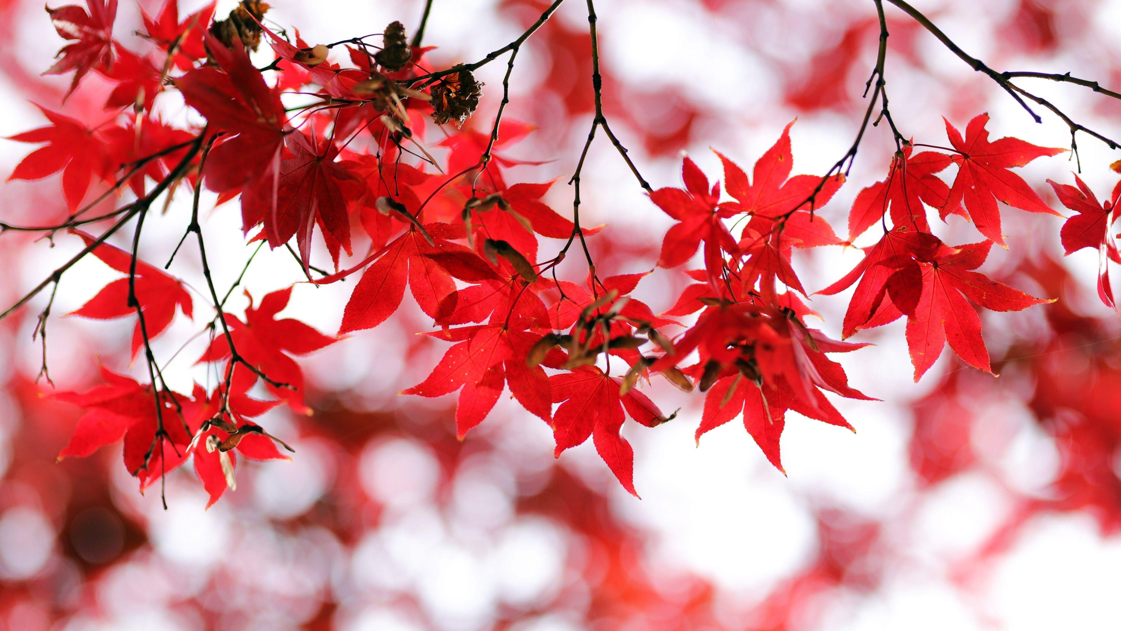 3840x2160 Red leaves 4K Wallpaper, Bokeh, Closeup, Autumn leaves, Maple leaves, Branches, Fall, Blurred, Nature