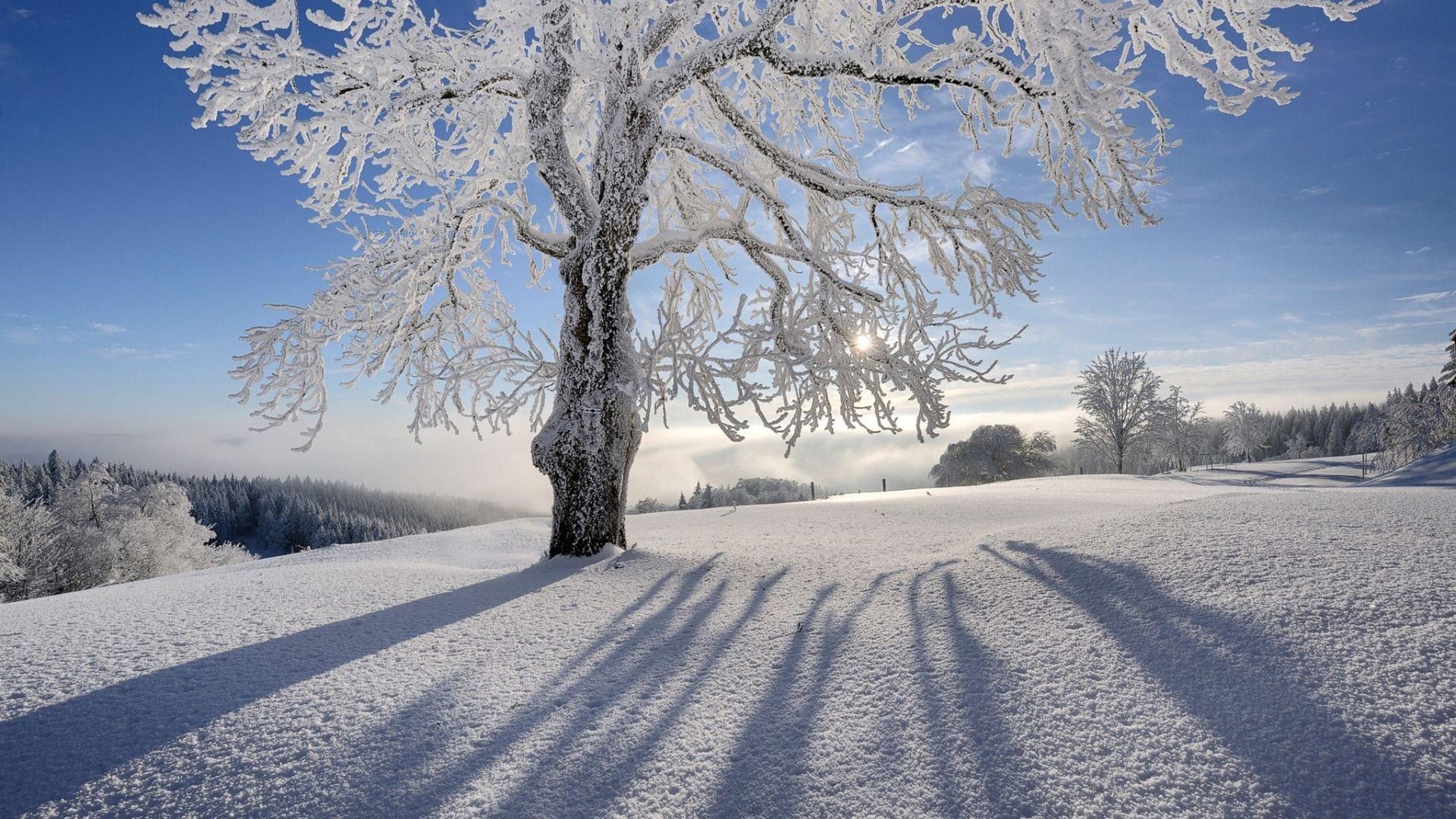 1920x1080 Download Wallpaper winter, the sun, rays, snow, trees, nature, section природа Resolution 1920x1080. Paysage, Paysage hiver, Beau paysage