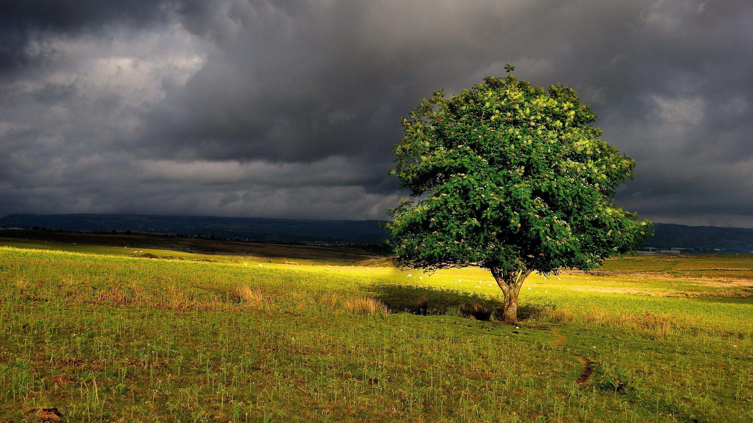 2560x1440 computer wallpaper for tree. Field wallpaper, Tree wallpaper, Storm wallpaper