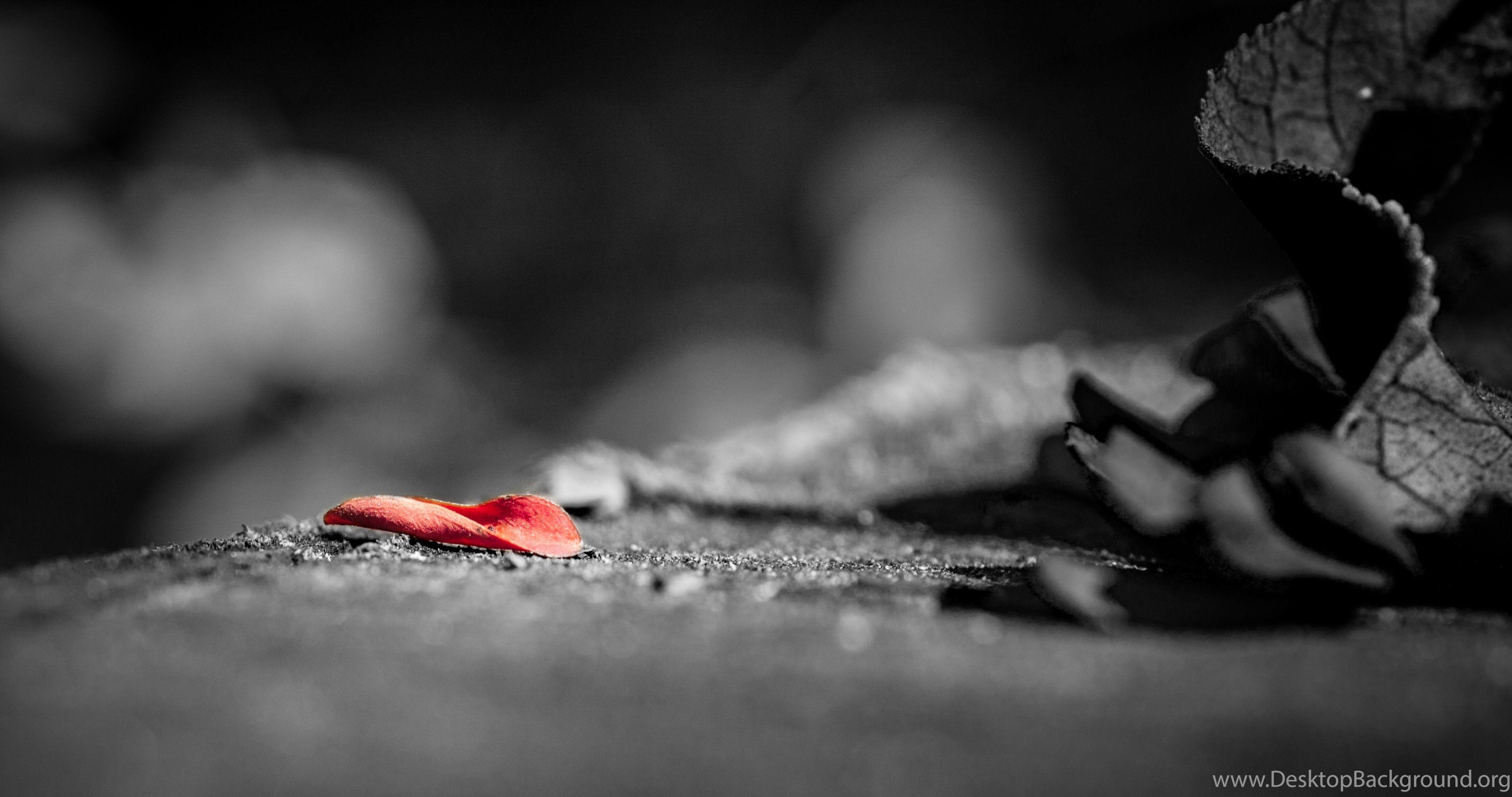 4096x2160 High Resolution Wallpaper, Red Petal On Black Road, Incredible. Desktop Background