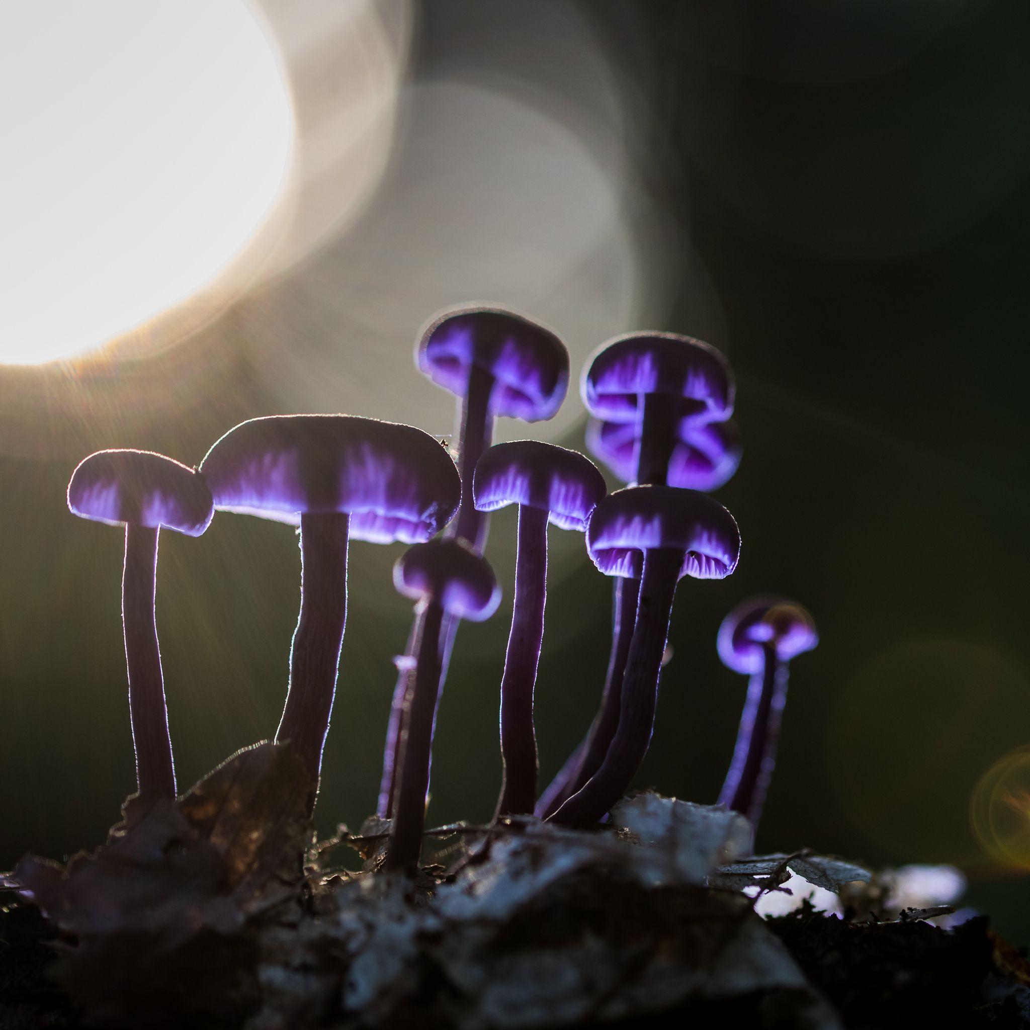 2048x2048 Mushrooms Purple Glowing 5k iPad Air HD 4k Wallpaper, Image, Background, Photo and Picture
