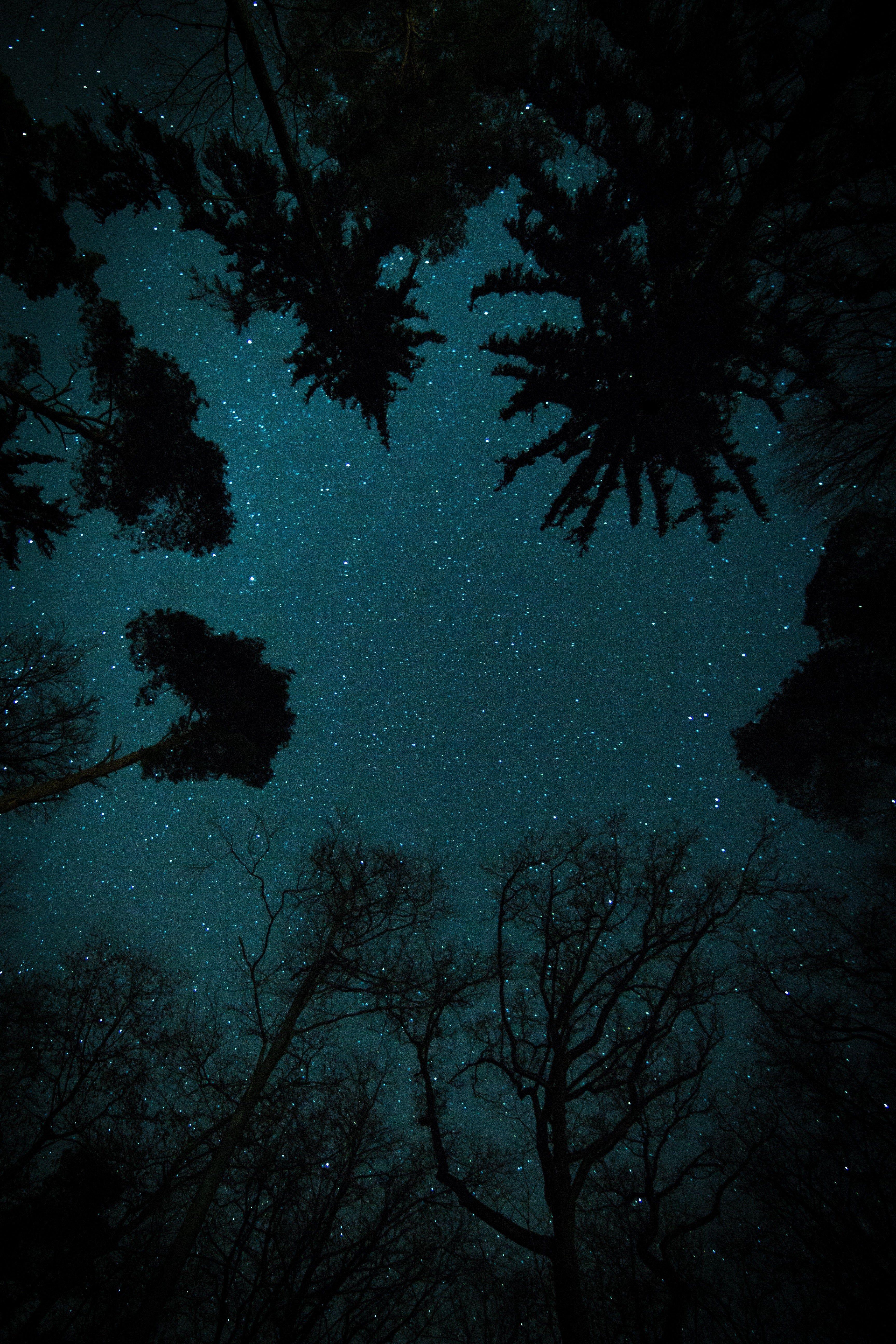 3456x5184 Stars in the forest. iPhone X Wallpaper X Wallpaper HD