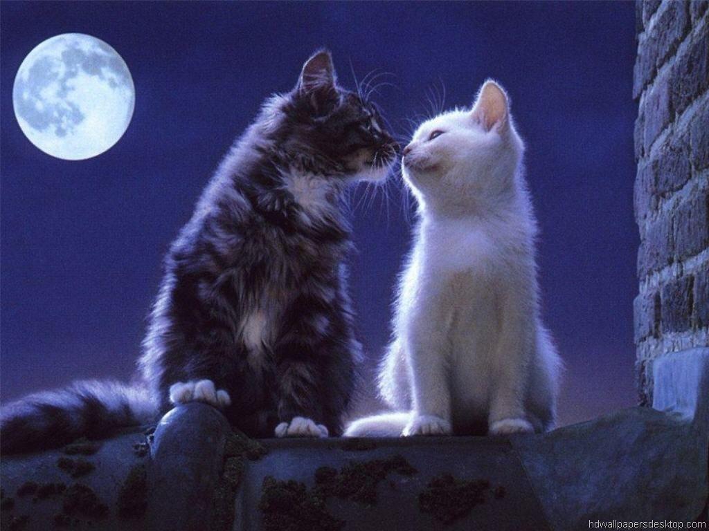 1024x768 Cat Wallpaper Love