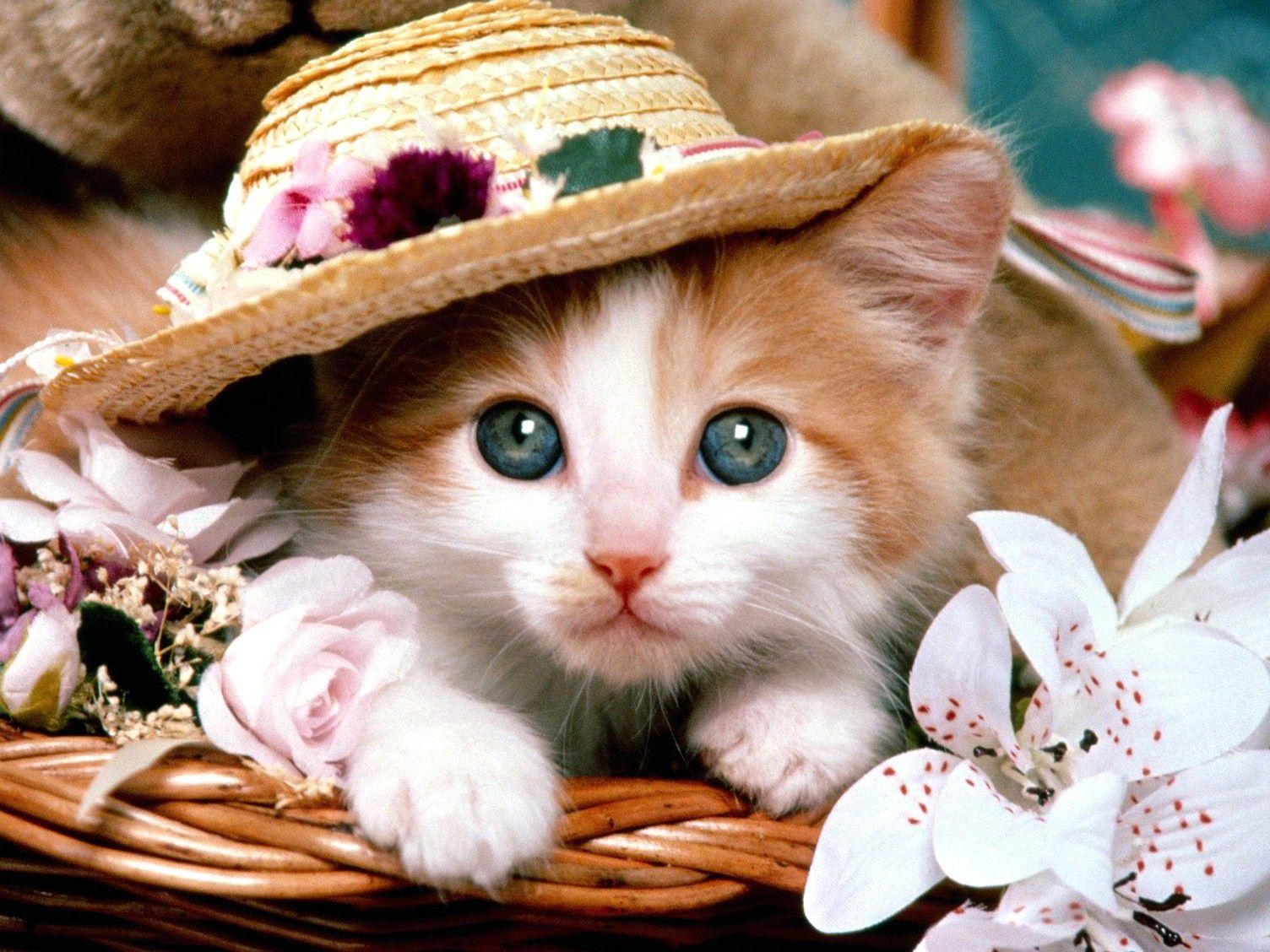 1504x1128 Cat, Fancy, HD Cat Wallpaper, Kittens, Puffy Cats, High Resolution Pet Photo, Animal Love, Baby, Amazing Cats, Cat Wallpaper For Mac, 1504x1128