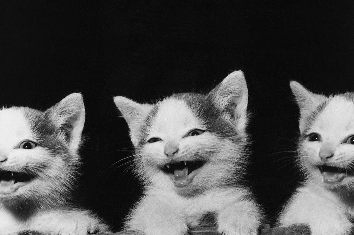 Love Cats Wallpapers Top Free Love Cats Backgrounds WallpaperAccess