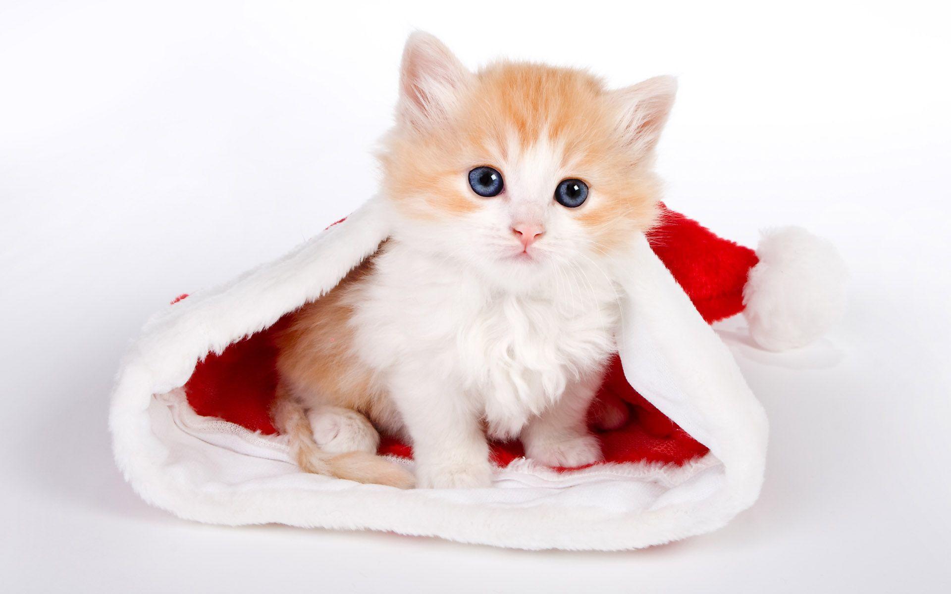 1920x1200 Cute Cats Wallpaper