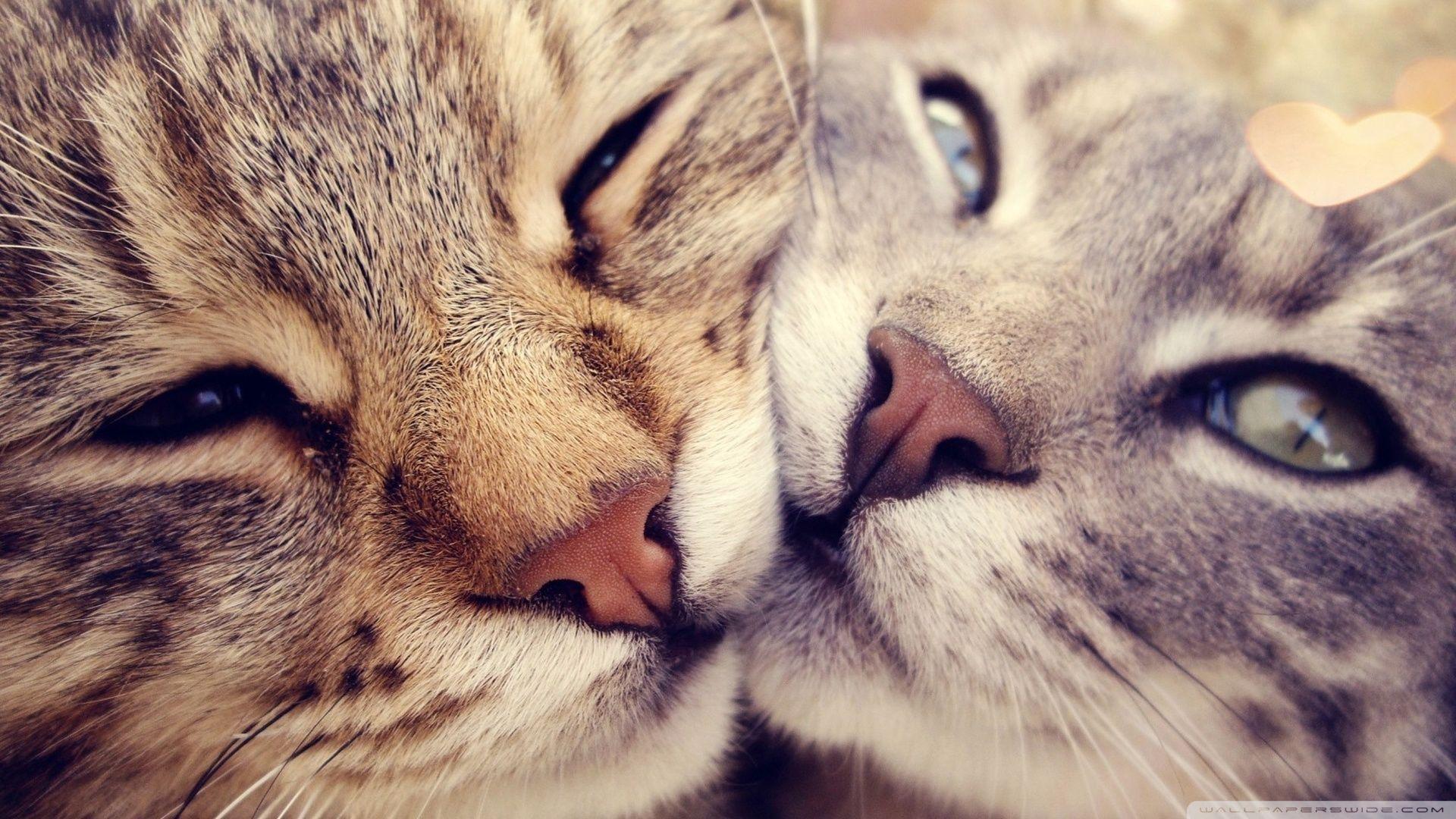 Love Cats Wallpapers - Top Free Love Cats Backgrounds - WallpaperAccess