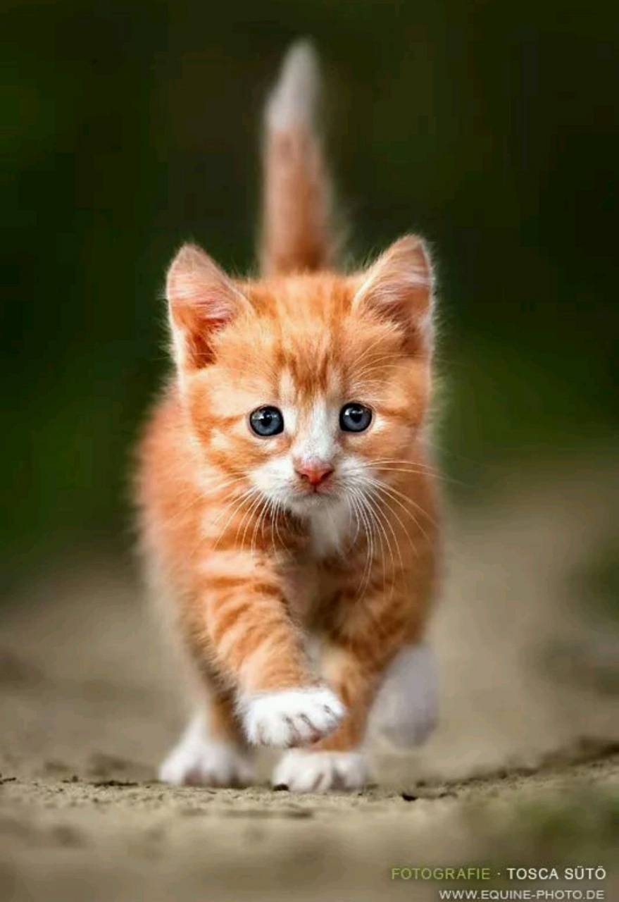 879x1280 Cat Wallpaper by ZEDGE™