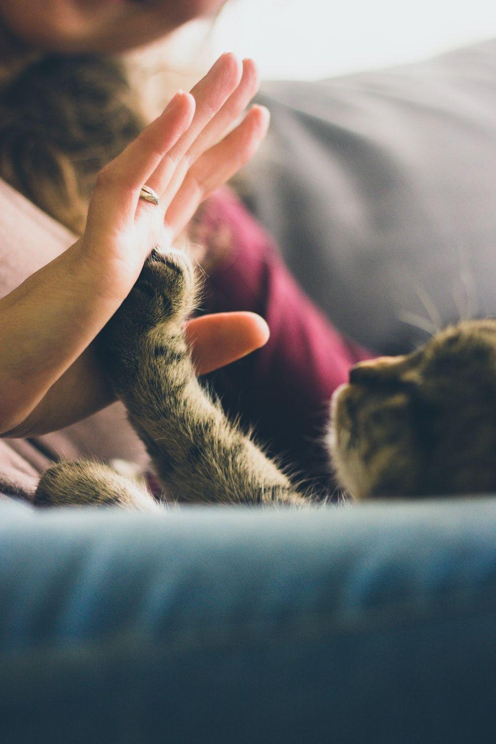 1000x1500 Cat Wallpaper: Free HD Download [HQ]