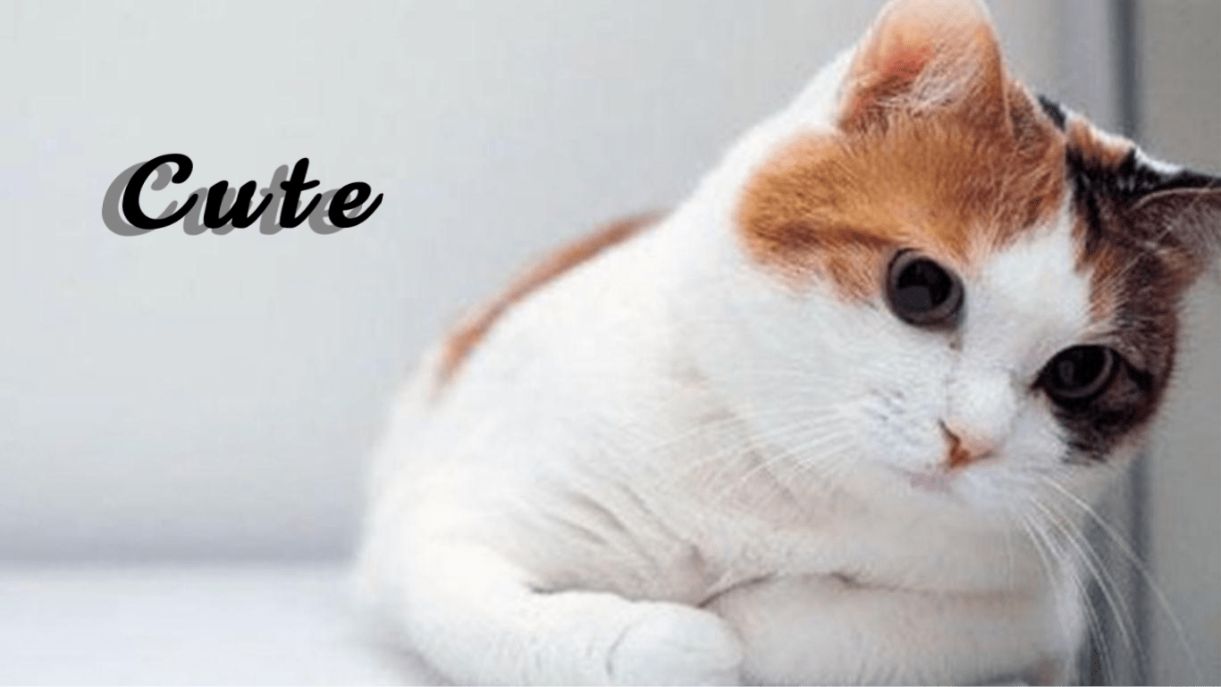 1366x769 Background. Cute cat wallpaper, Funny cat wallpaper, Cute cats