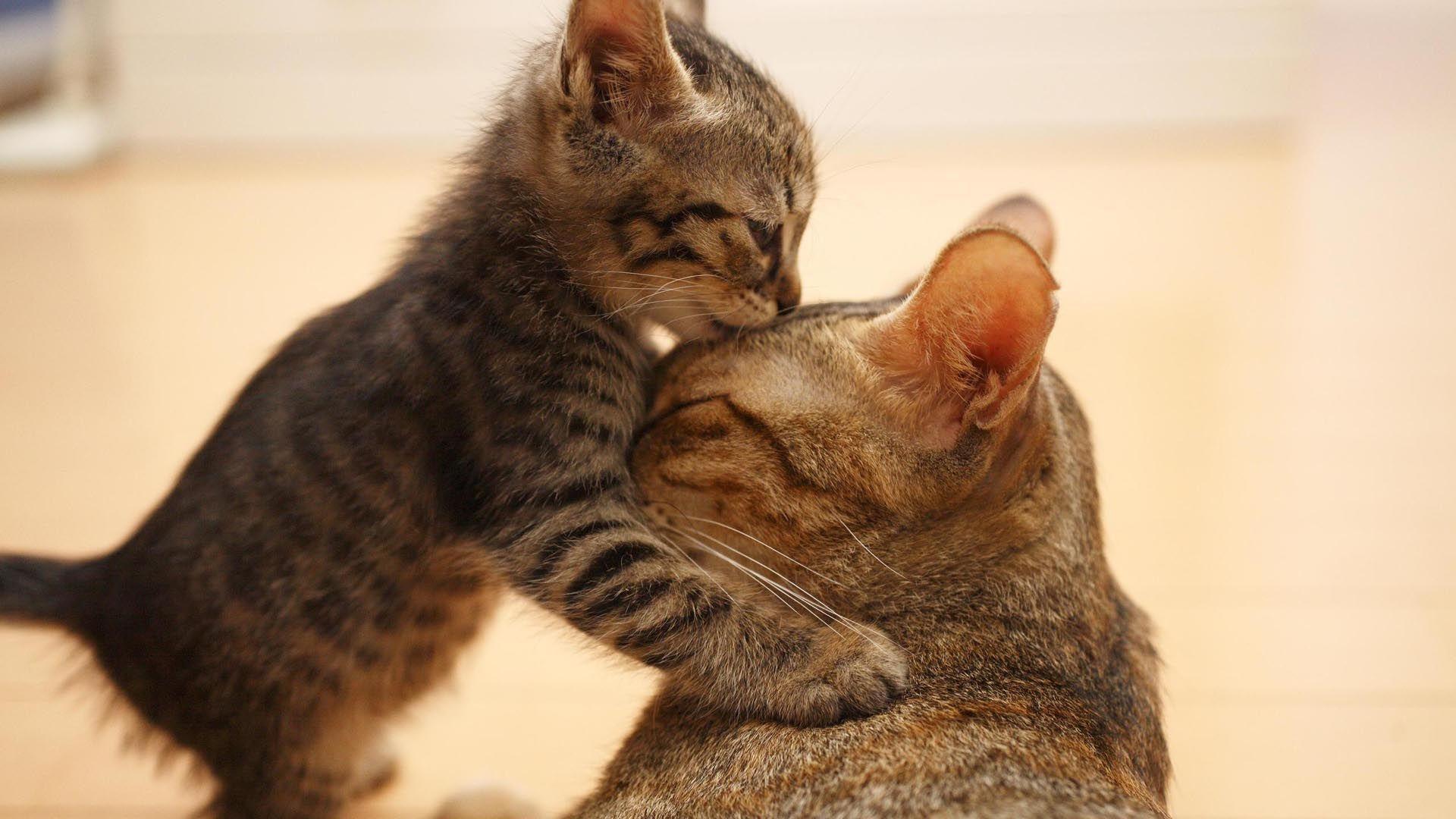 1920x1080 kavos grandine Dulkės cat love wallpaper