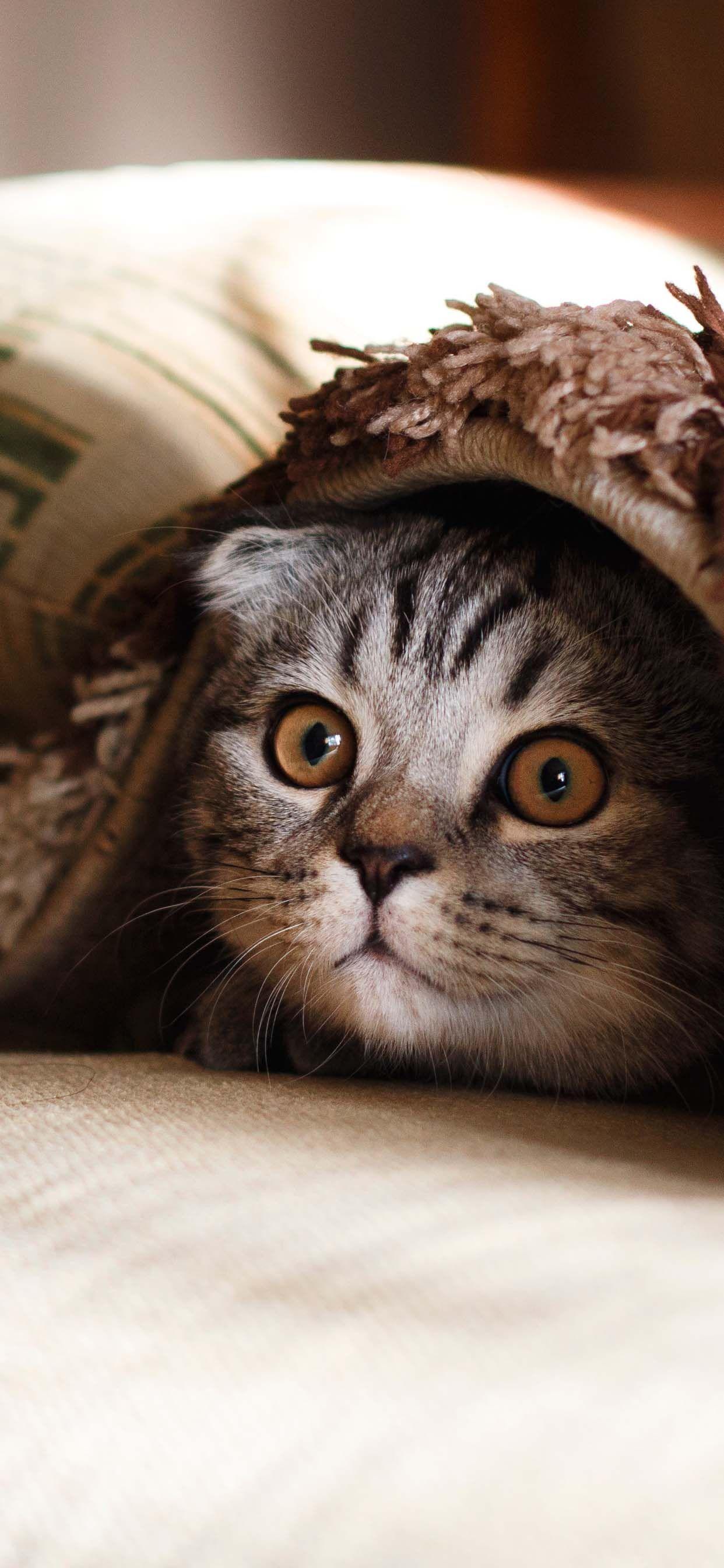 1242x2688 Beautiful Cat Wallpaper For Your IPhone 11's Cat T Shirts Like Cats Very Much. Best Cat Litter, Mama Cat, Cats