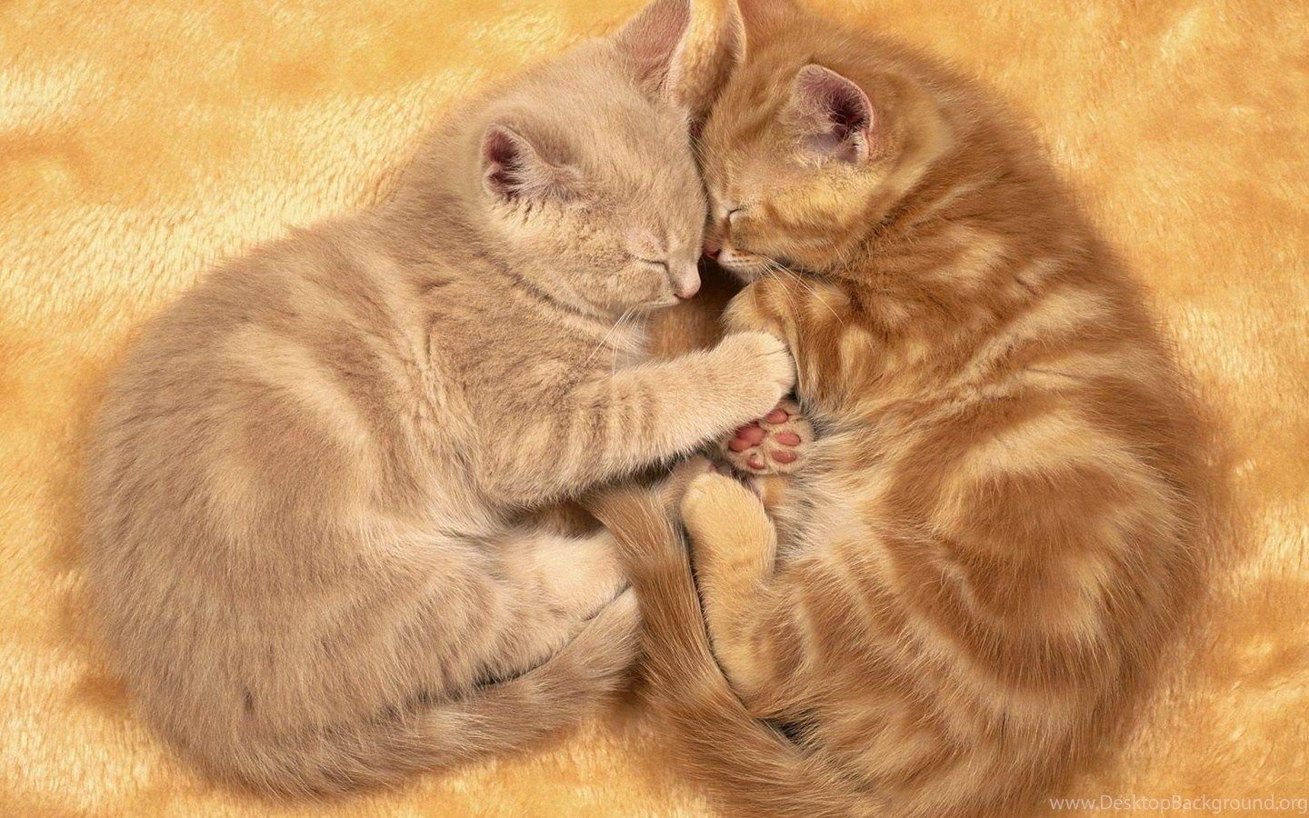 1440x900 Love Cats Kitten Wallpaper Photo 186 Desktop Background