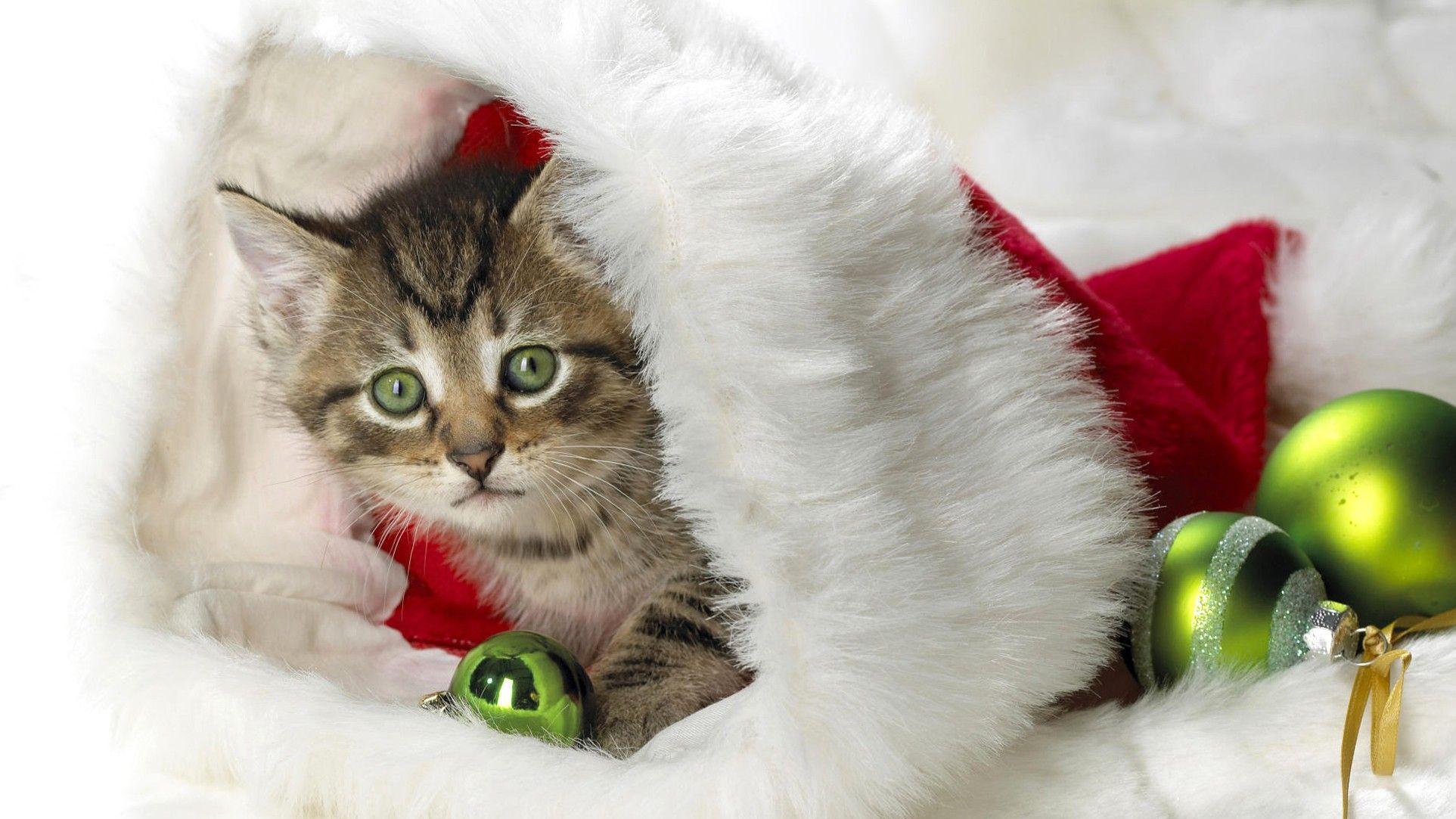 1925x1083 Christmas, Cat, HD Cat Wallpaper, Kittens, Puffy Cats, Widescreen Pussycats, Animal Love, Amazing Cats, Cat Wallpaper For Mac, Windows Wallpaper Of Cats, 1925x1083