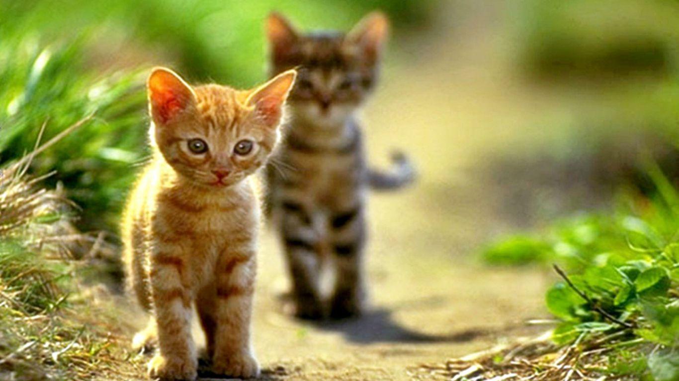 1366x768 Cat Wallpaper I Love Cats! Cute Cat Kitten Picture 1366x768