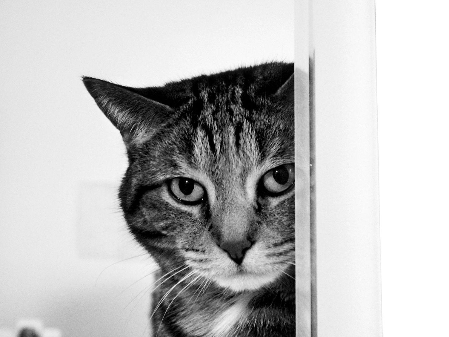1504x1128 Curious Pussycat Hd Cat Wallpaper Kittens Puffy Cats High Resolution Pet Photo Animal Love Cat Desktop Image Cat Wallpaper For Mac Windows Wallpaper Of Cats 1504x1128