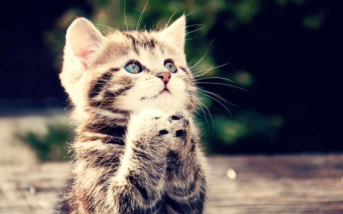 1200x750 Cute, Cat, Praying, HD Cat Wallpaper, Kittens, Puffy Cats, Widescreen Pussycats, Animal Love, Baby, Cat Desktop Image, Windows Wallpaper Of Cats, 1805x1128. Full HD Wallpaper