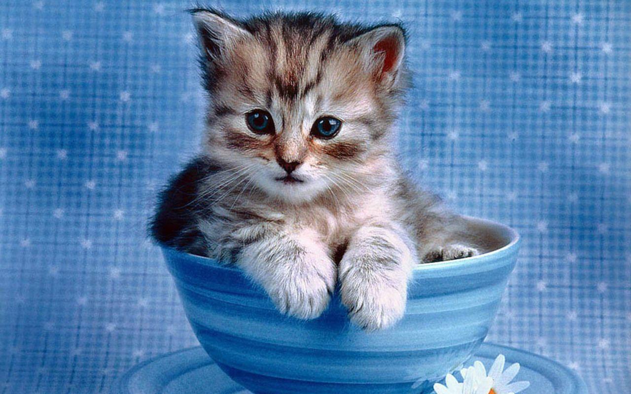 1280x800 Kittens Wallpaper: Cute Kitten Wallpaper. Kitten wallpaper, Kittens cutest, Cute animals