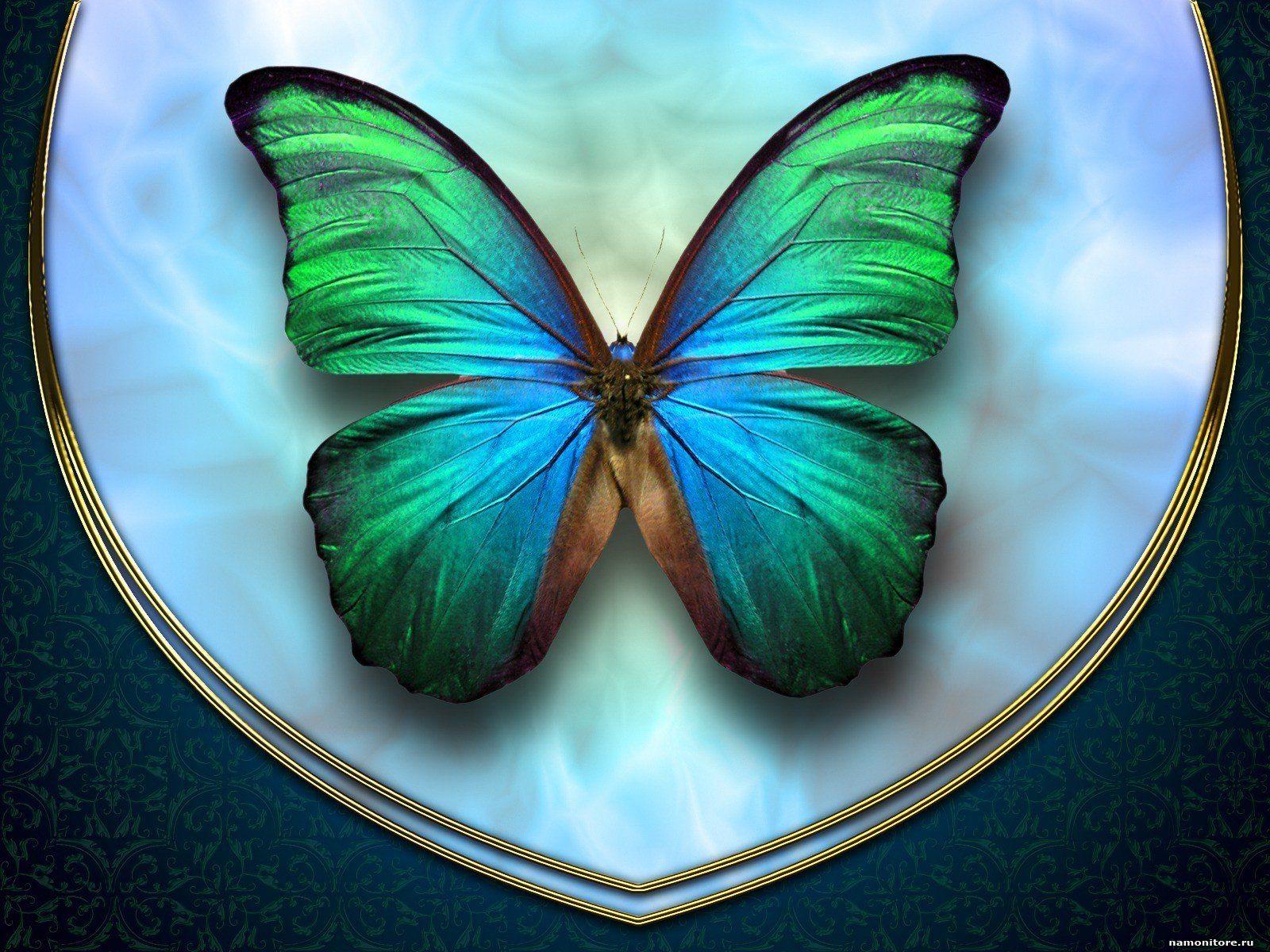 Green Butterfly Desktop Wallpapers Top Free Green Butterfly Desktop