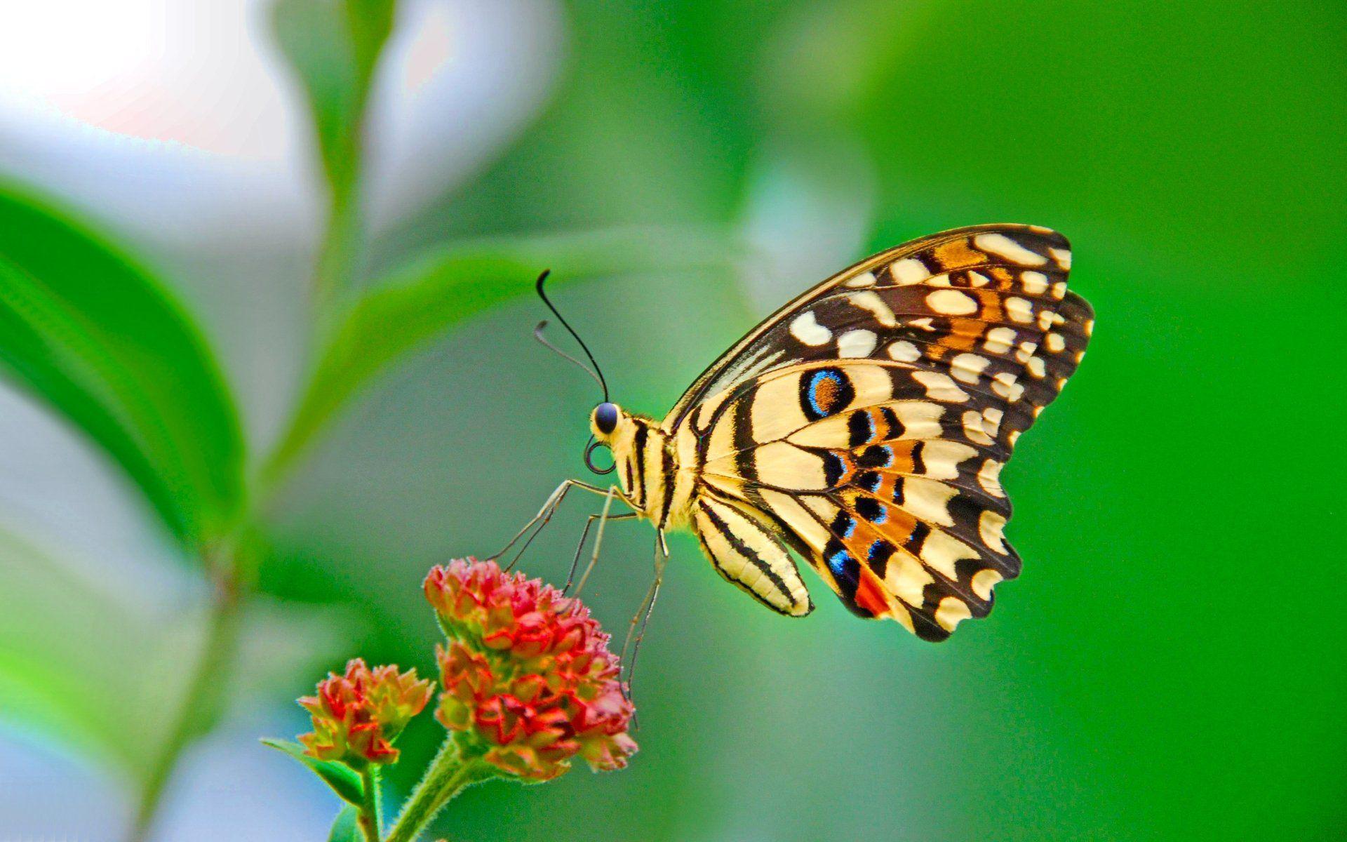 1920x1200 Colorful Butterfly Wallpaper for Desktop