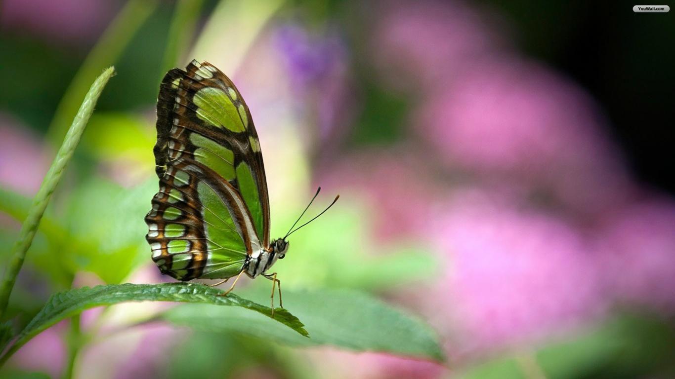 Green Butterfly Desktop Wallpapers Top Free Green Butterfly Desktop