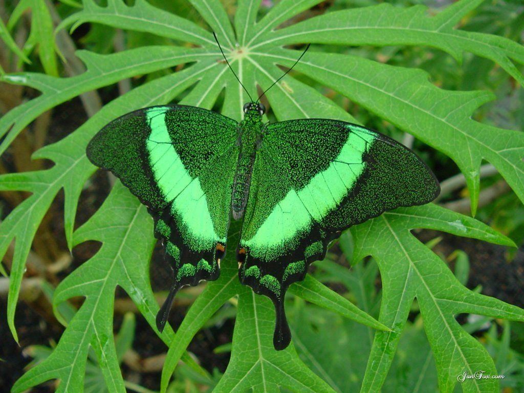 Green Butterfly Desktop Wallpapers Top Free Green Butterfly Desktop