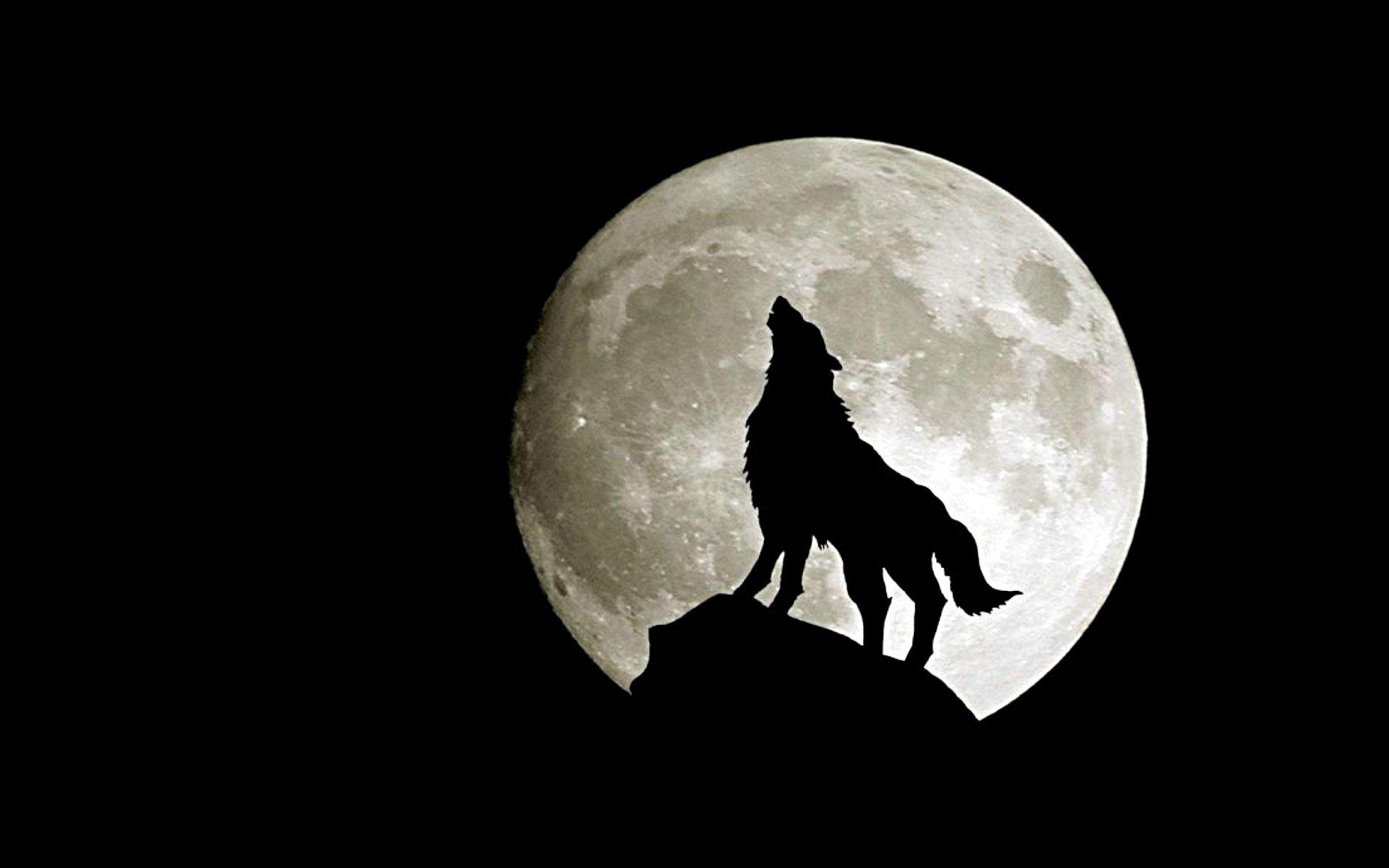 1920x1200 Moon Wolf Wallpaper