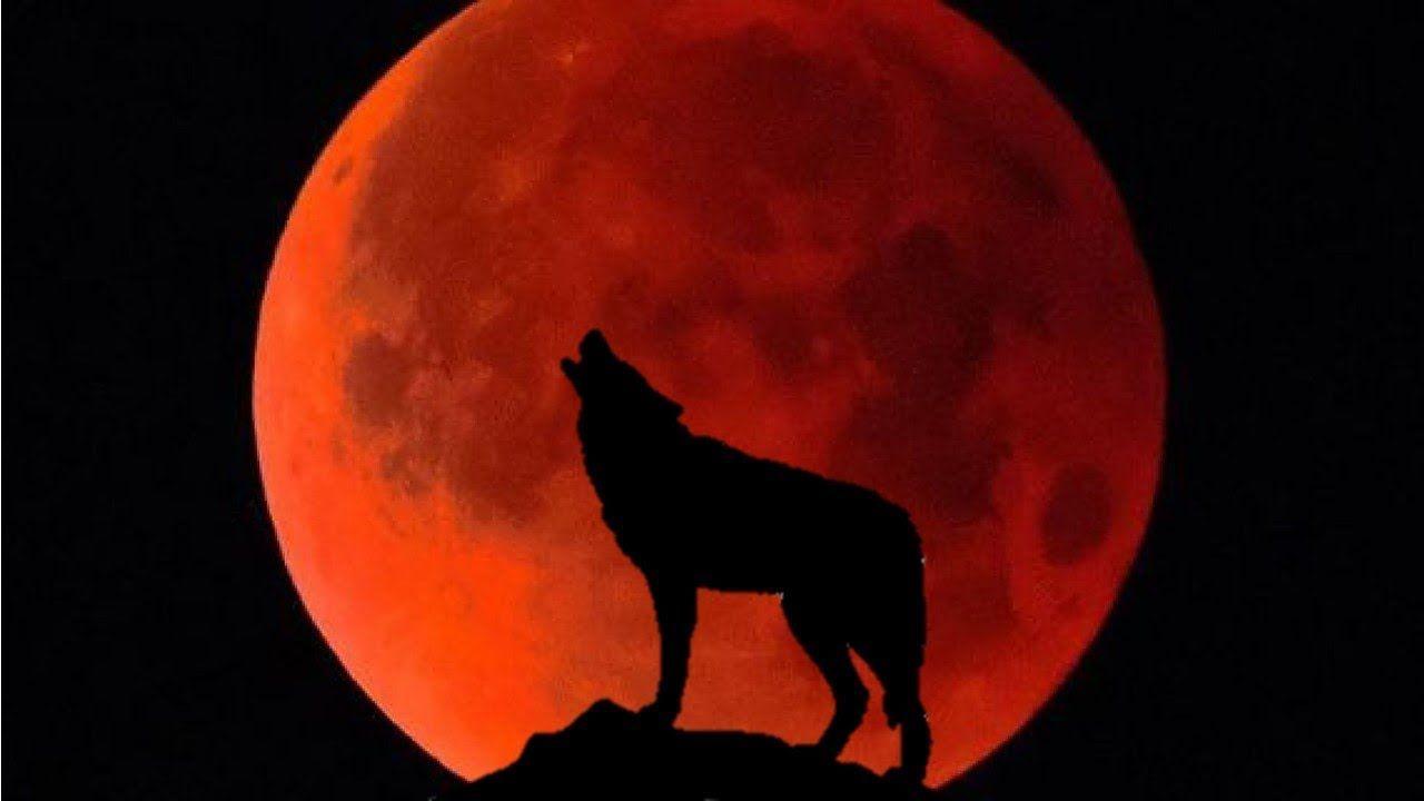 Blood Moon Wolf Wallpapers - Top Free Blood Moon Wolf Backgrounds ...