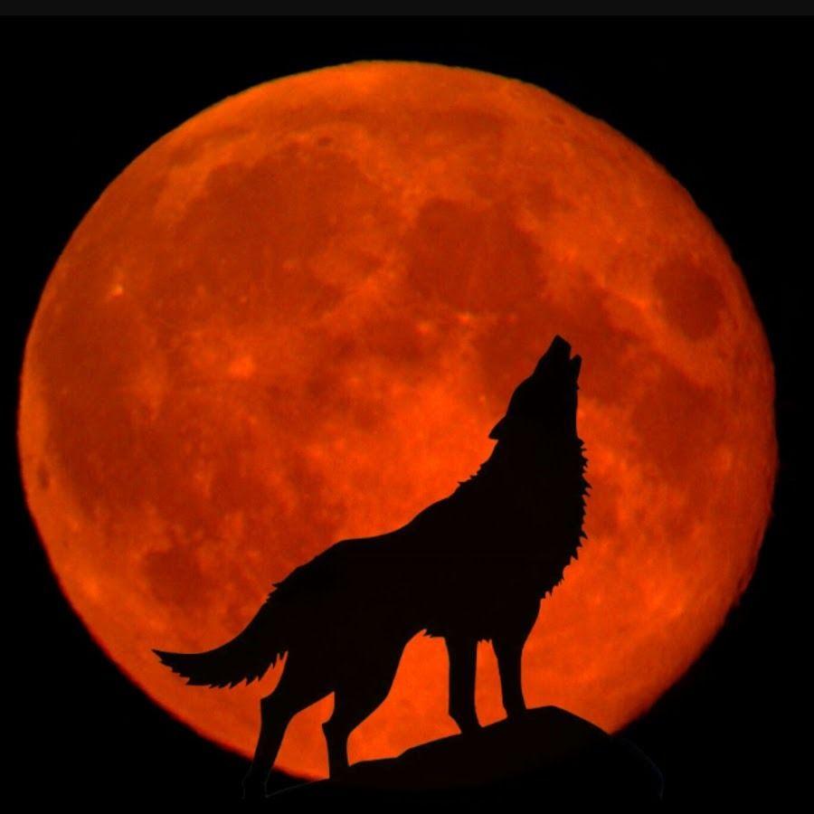Blood Moon Wolf Wallpapers Top Free Blood Moon Wolf Backgrounds