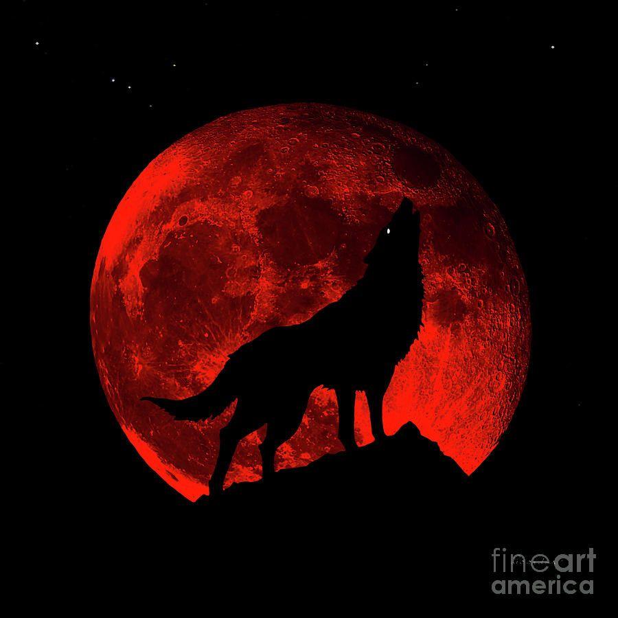 900x900 Blood Red Wolf Supermoon Eclipse 873m Photograph