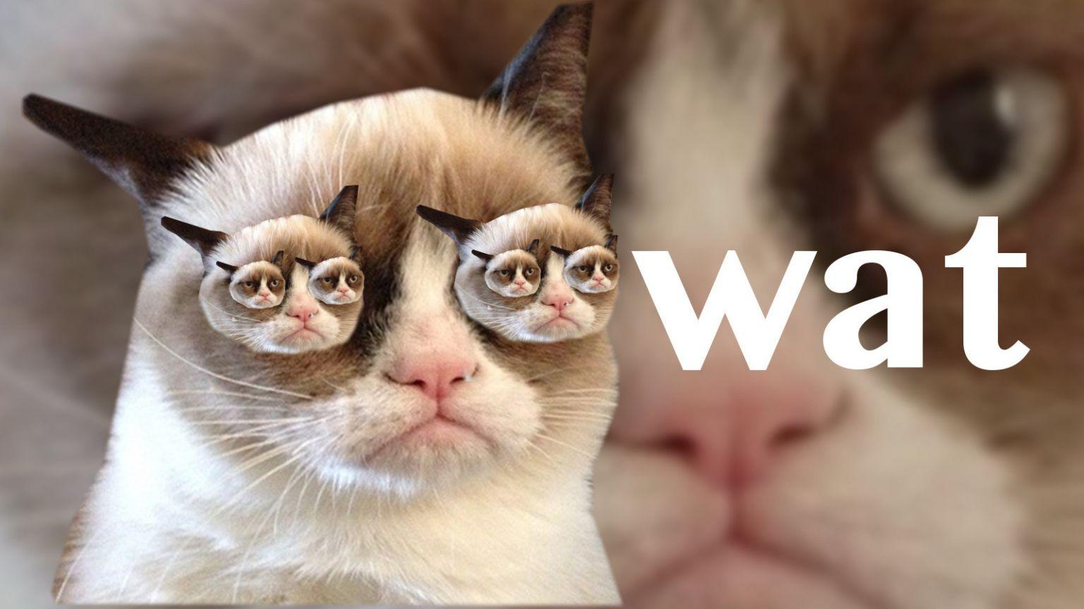 1536x864 Free download My second grumpy cat wallpaper Imgur [1600x900] for your Desktop, Mobile & Tablet. Explore Grumpy Cat Desktop Wallpaper. Grumpy Cat Christmas Wallpaper, Funny Grumpy Cat Wallpaper, Grumpy