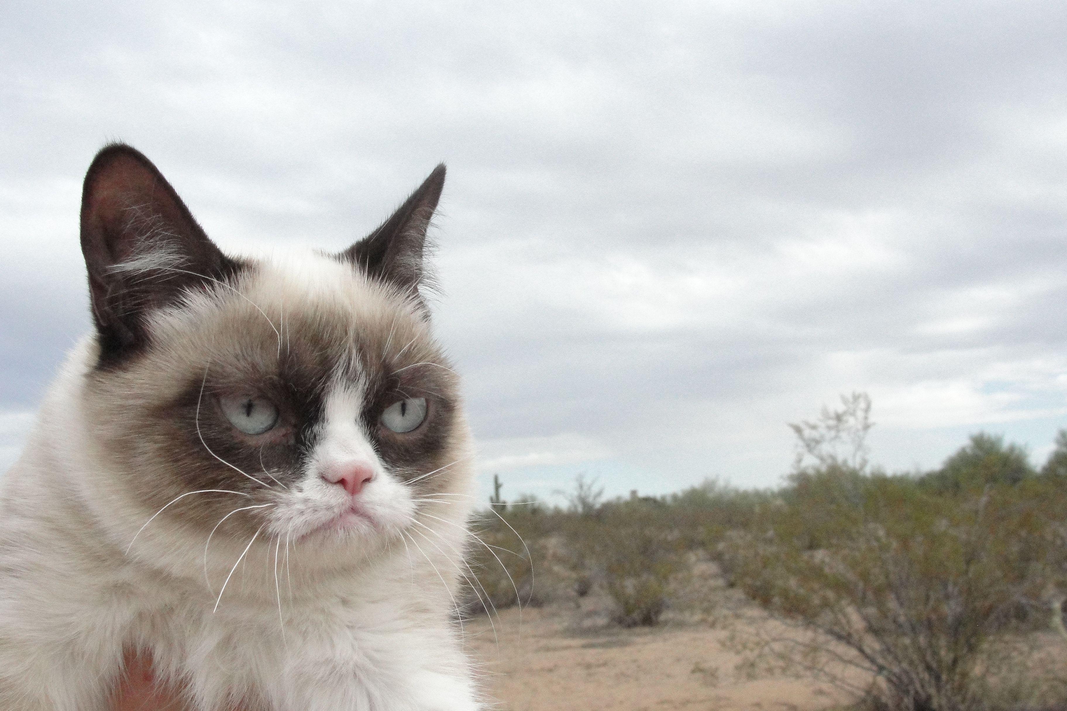3648x2432 Cat Meme Desktop Wallpaper .