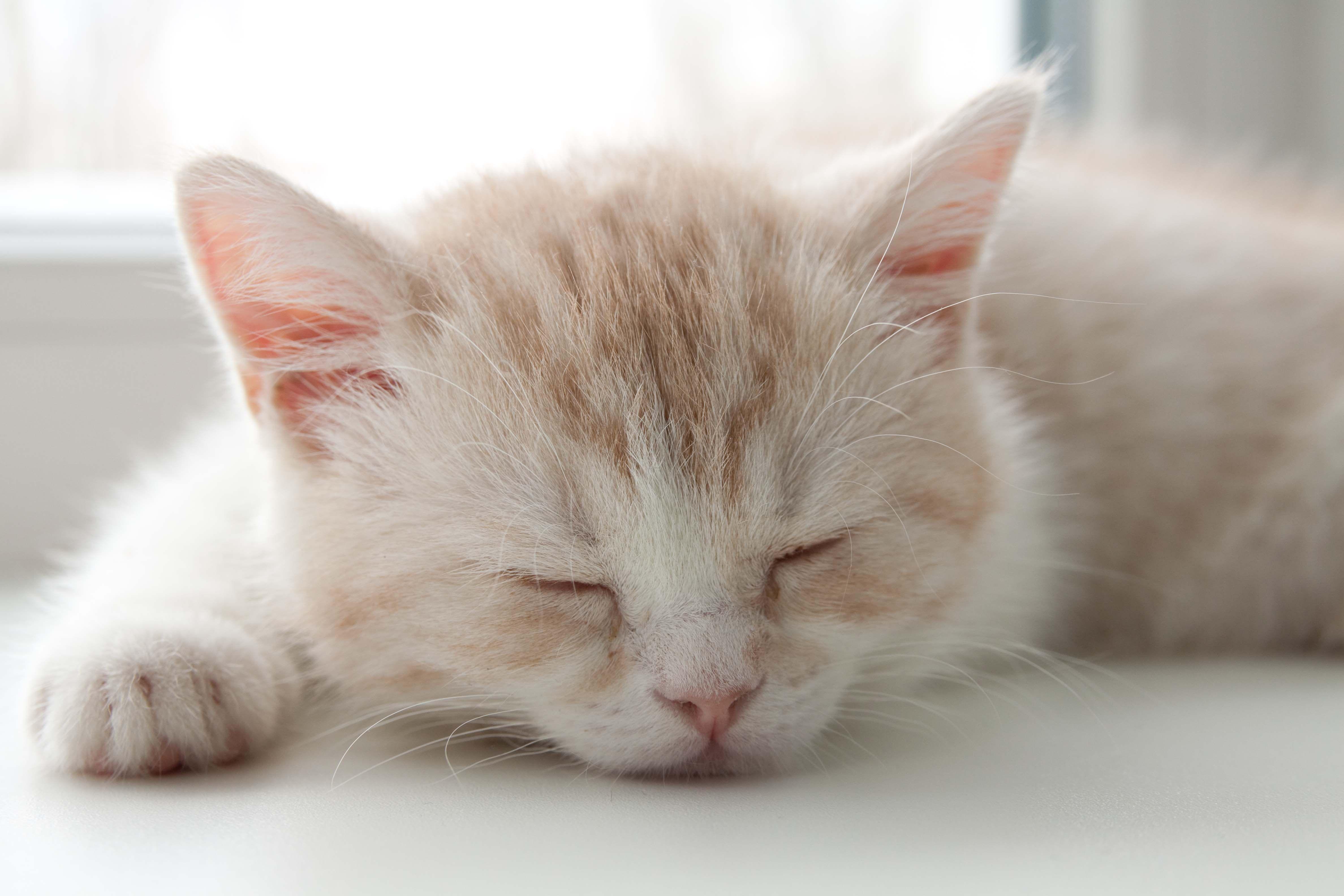 4752x3168 Download wallpaper 4752x3168 kitten, face, color, striped, sleep HD background