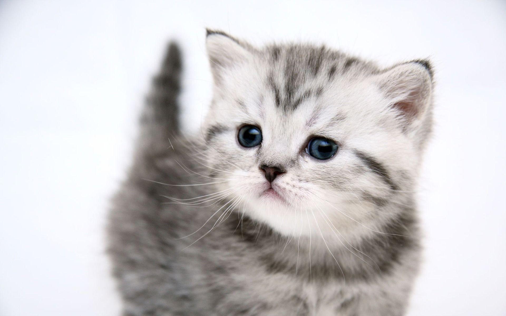 1920x1200 Kitty Desktop Background. Kitty Christmas Wallpaper, Hello Kitty iPhone Wallpaper and Hello Kitty Wallpaper