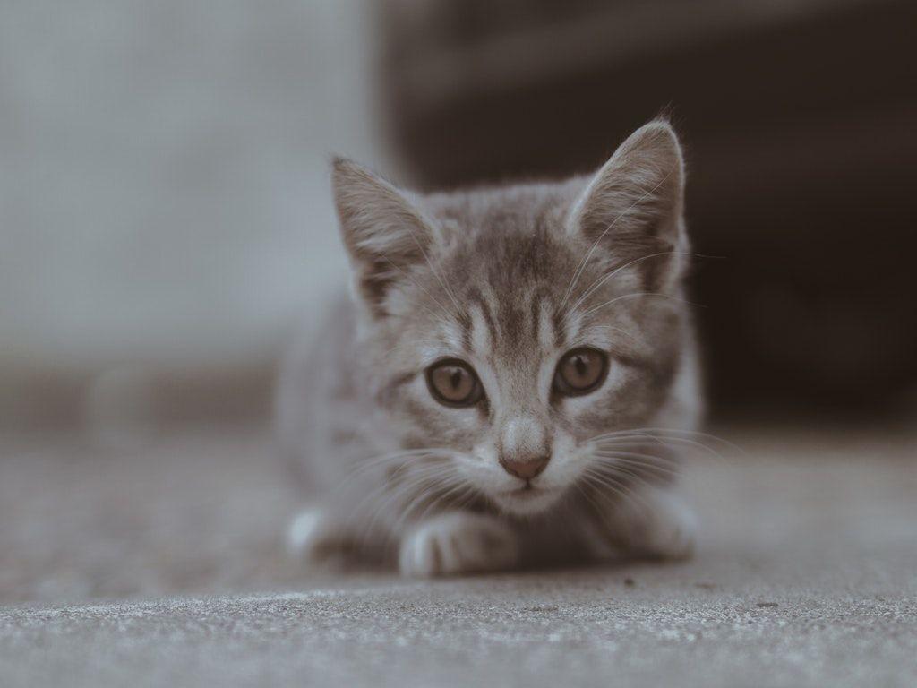 1024x768 Close Up Photography Of Cat. Cute Cat Wallpaper, Cat Wallpaper, Cats