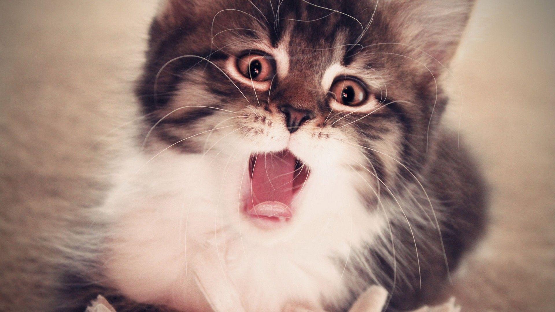 1920x1080 Shocked Kitten Face