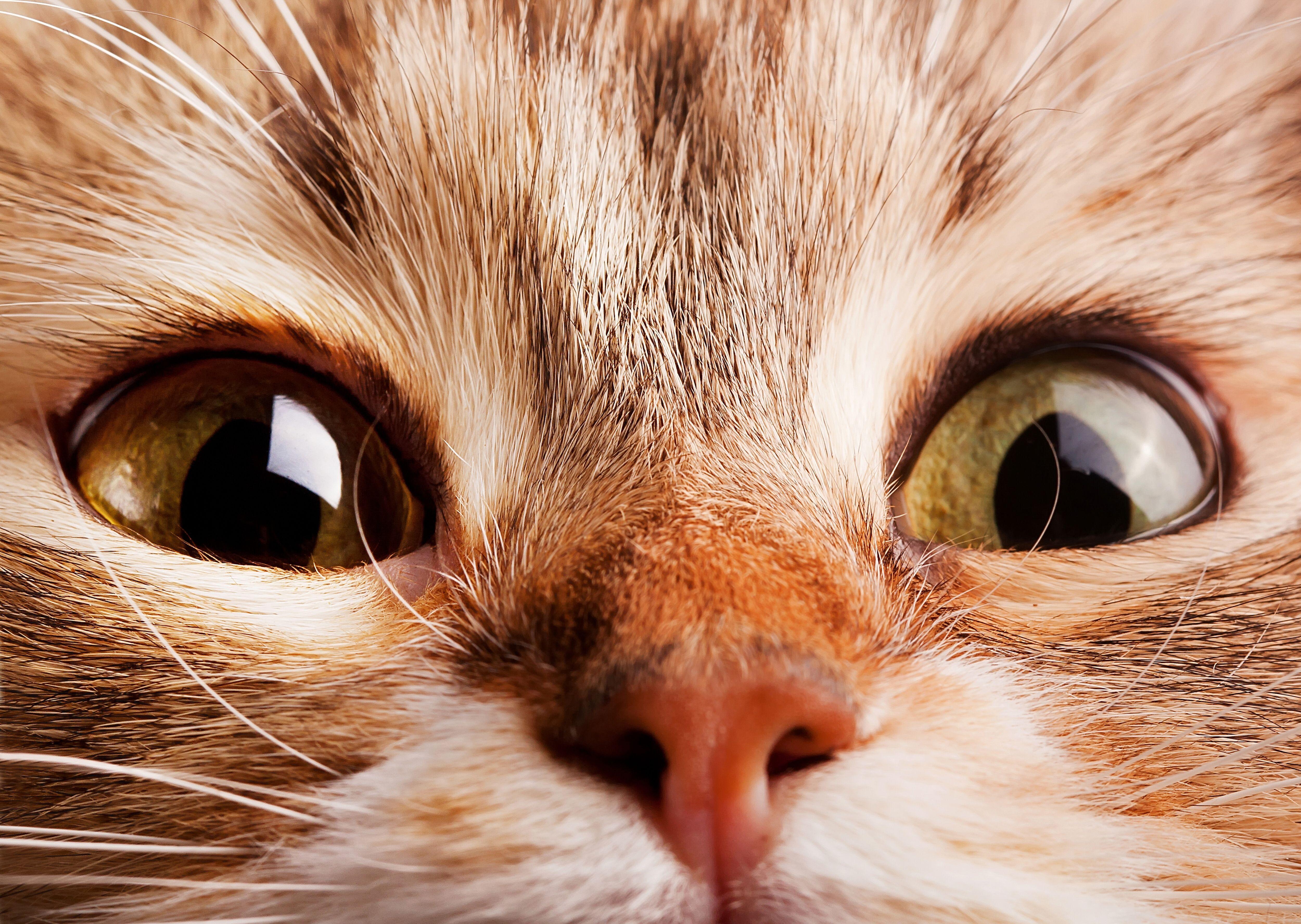 5000x3552 Cat Faces Wallpaper