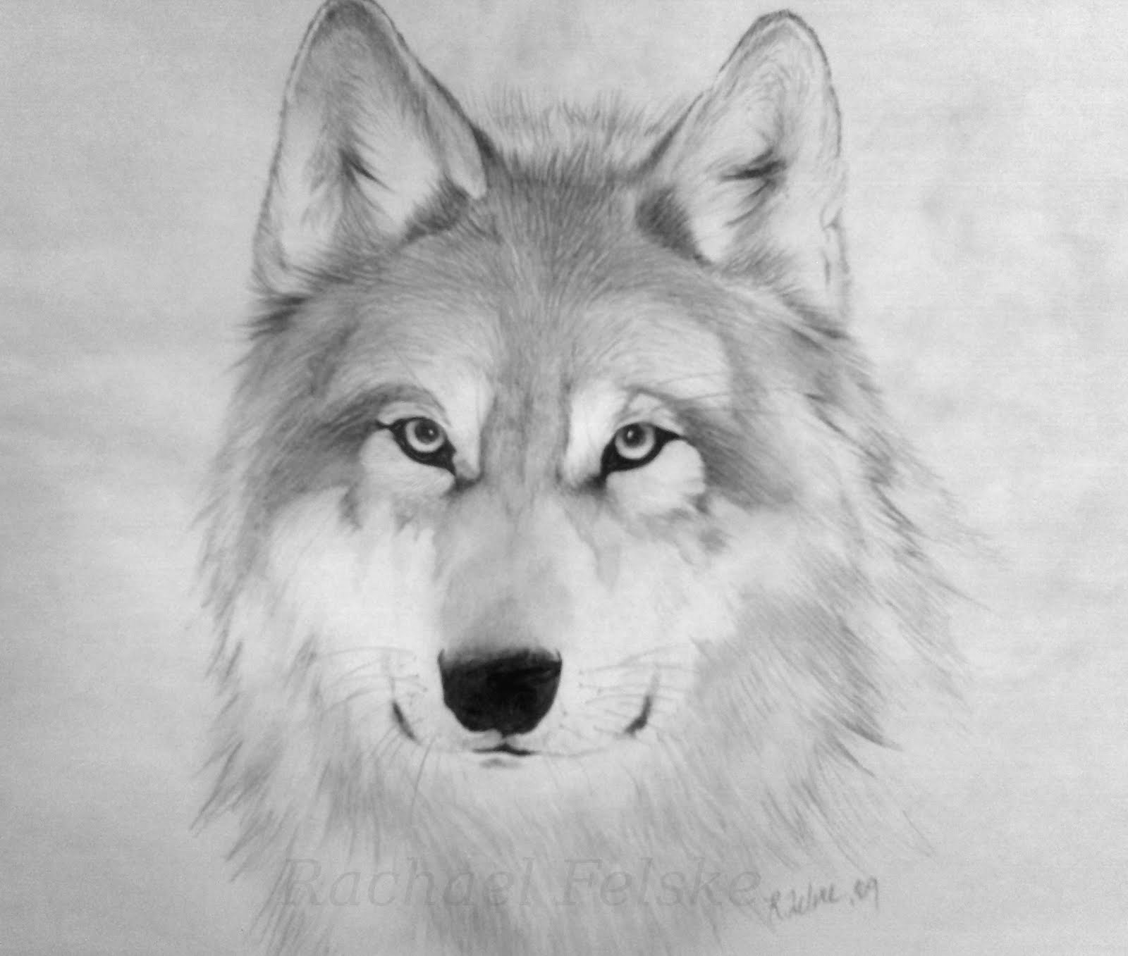 1600x1357 Wolf Drawings Wallpaper