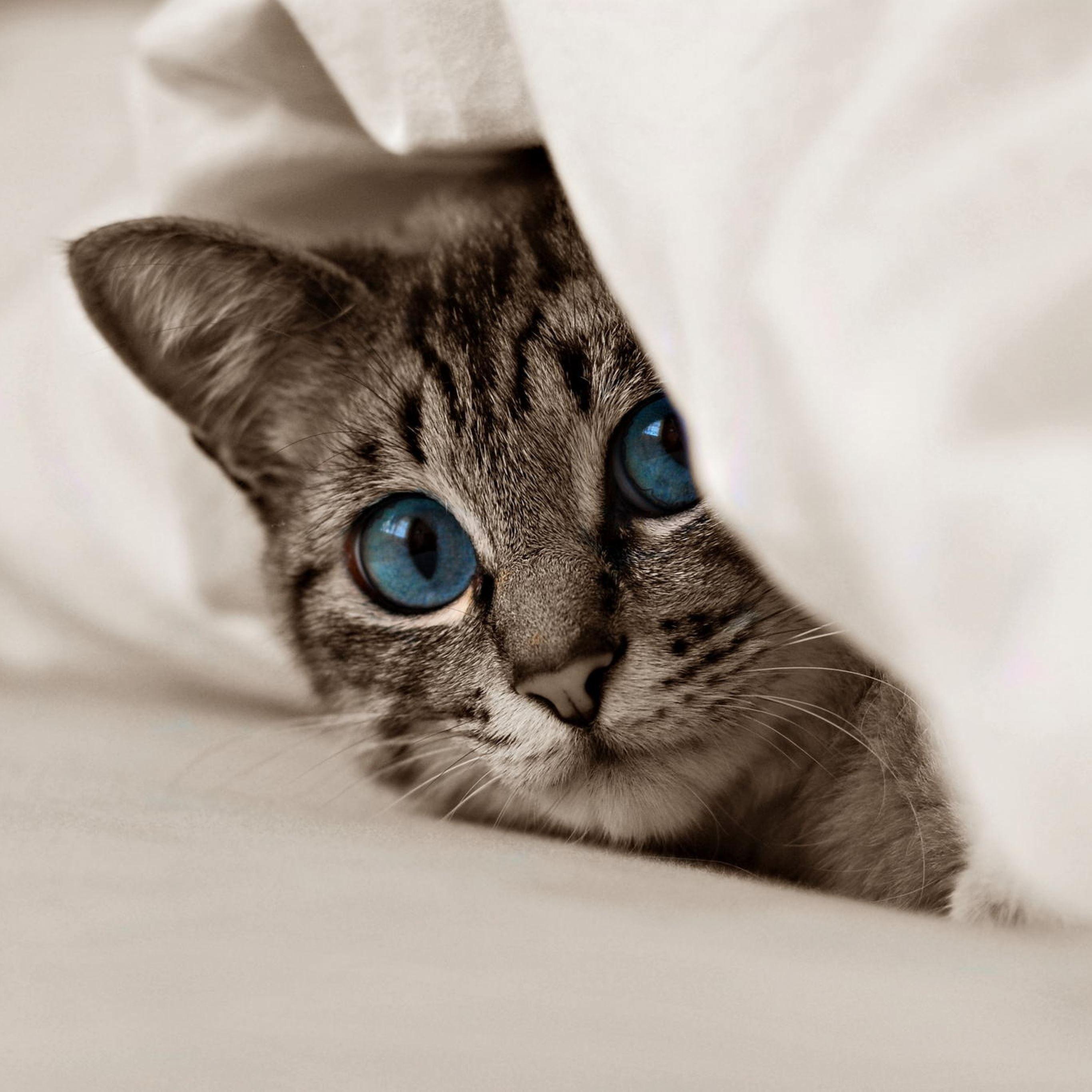 2732x2732 Kitten cat face blue eyes iPad Pro Wallpaper Free Download