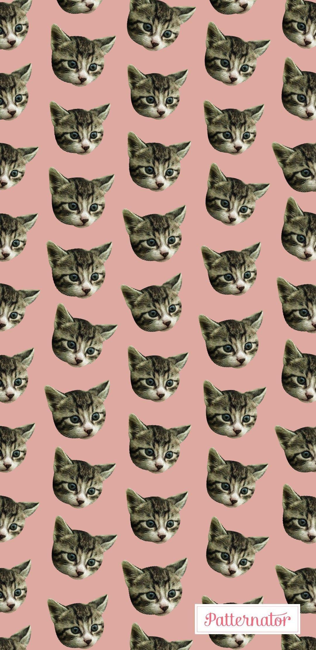 1080x2220 Cats, Cat Faces, Pinky Wallpaper IPhone Android Aesthetic