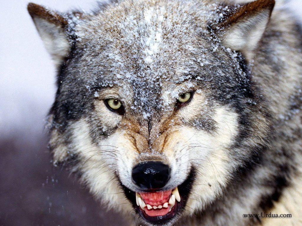 1024x768 Free download bared teeth grey wolf scary face wallpaper [1024x768] for your Desktop, Mobile & Tablet. Explore Scary Face Wallpaper. Scary Halloween HD Wallpaper, Scary Animated Halloween Wallpaper, Scary Monster Wallpaper