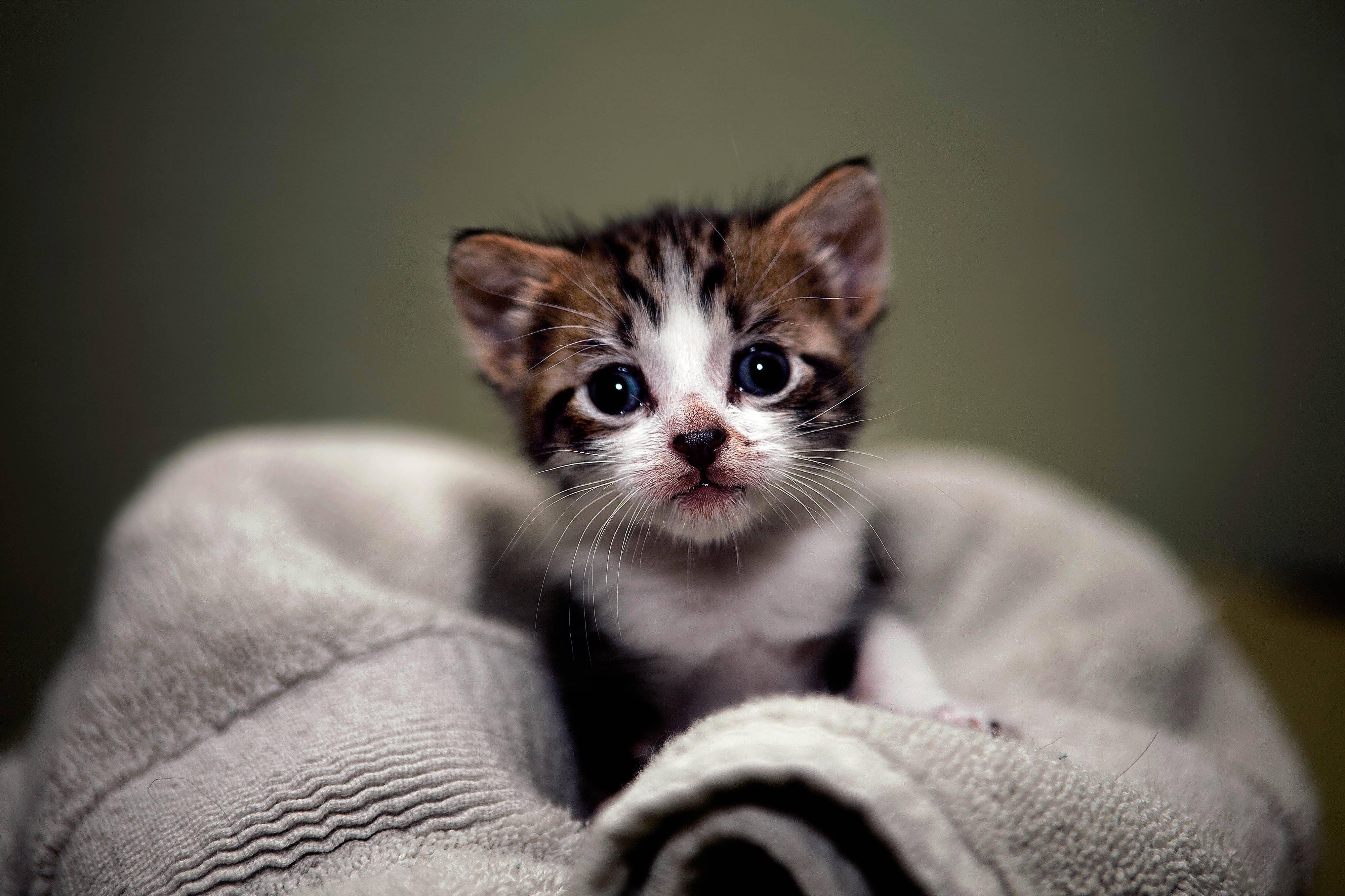 4068x2712 Kitten Laptop Wallpaper .