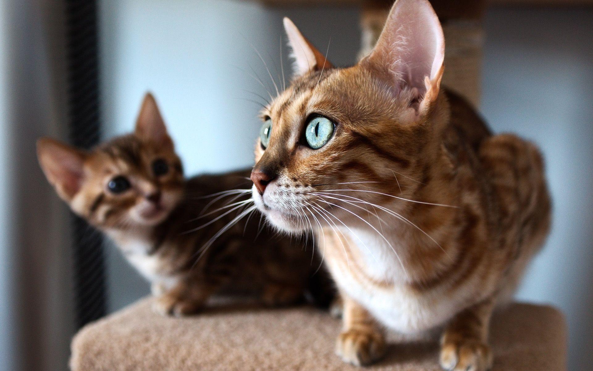 1920x1200 Wallpaper Kitten Look Window, Cat Face Close Up Cat Vs Bengal Cat HD Wallpaper