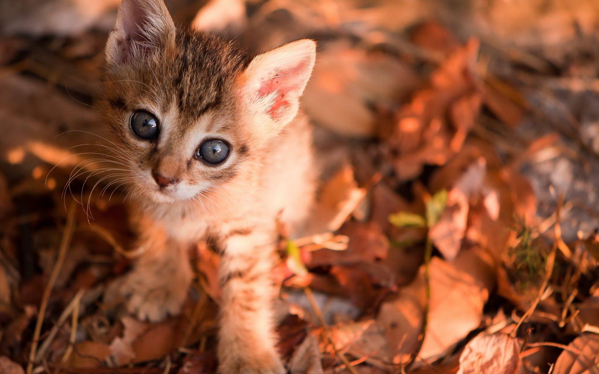 1920x1200 animals, Cats, Felines, Kittens, Face, Eyes, Cute, Pov, Leaves, Autumn, Fall, Whiskers Wallpaper HD / Desktop and Mobile Background